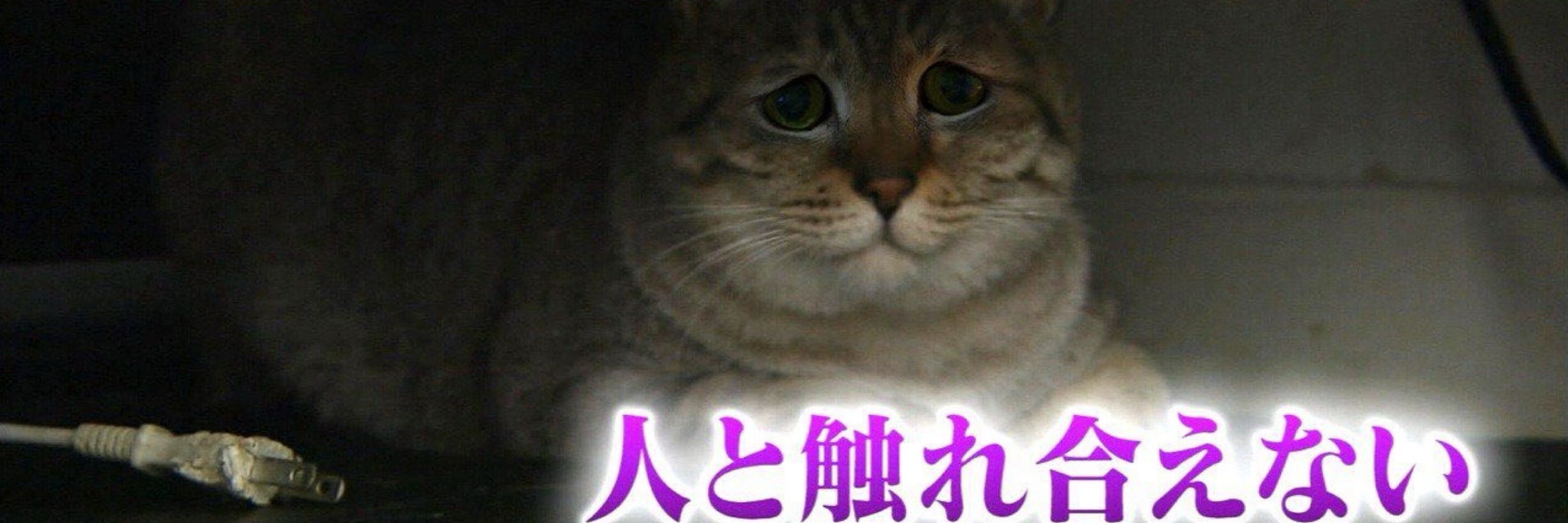 狼助