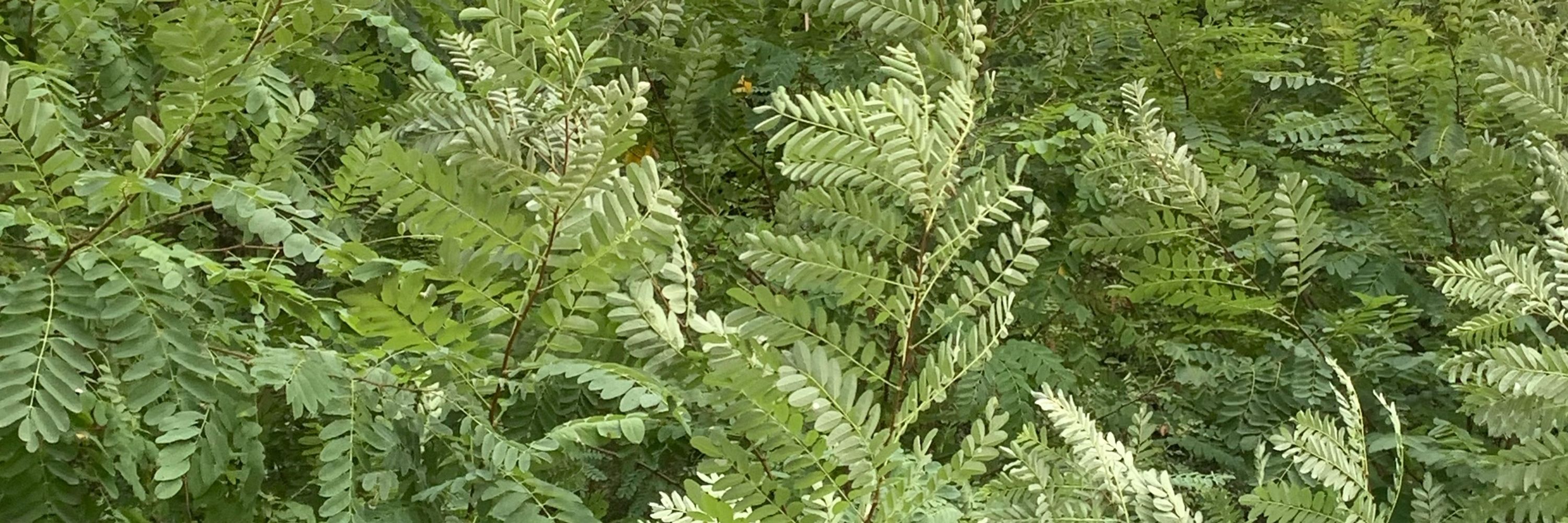 Pilar