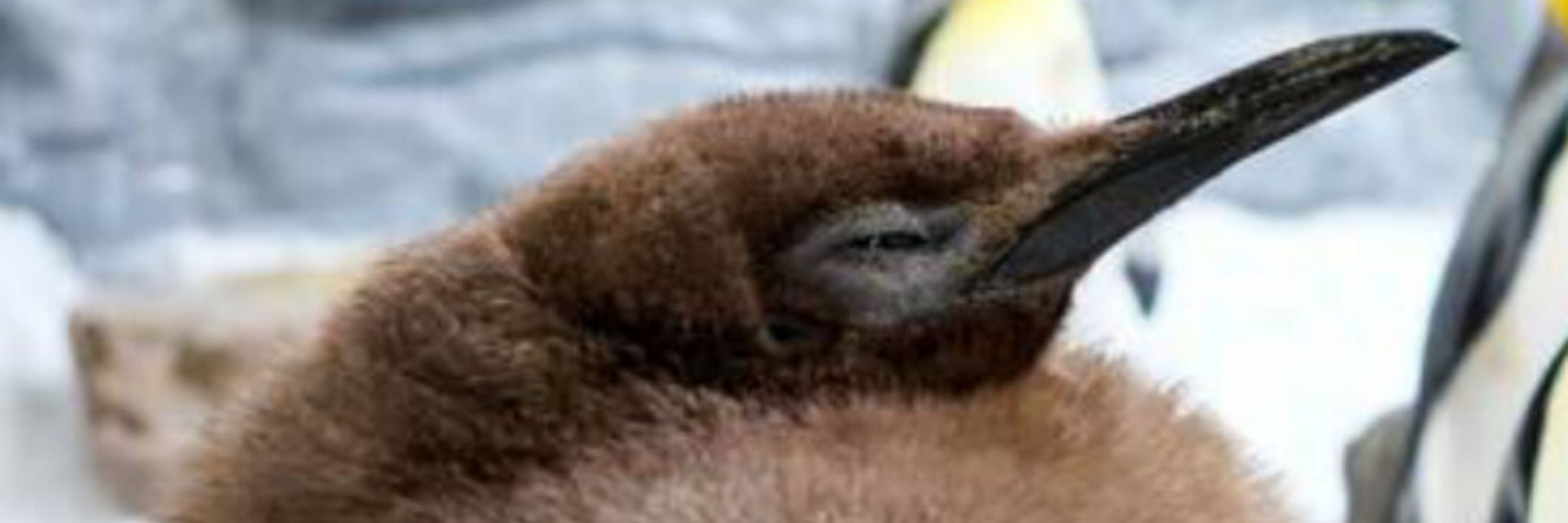 MysterypenguinCat