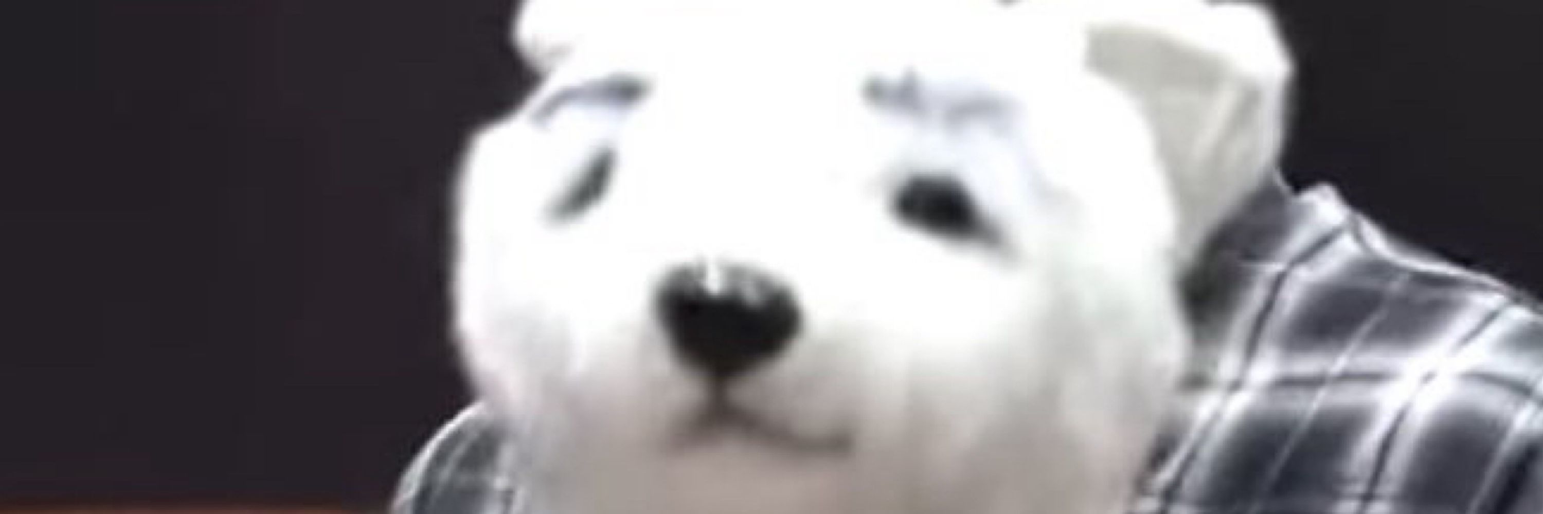 yod ngai