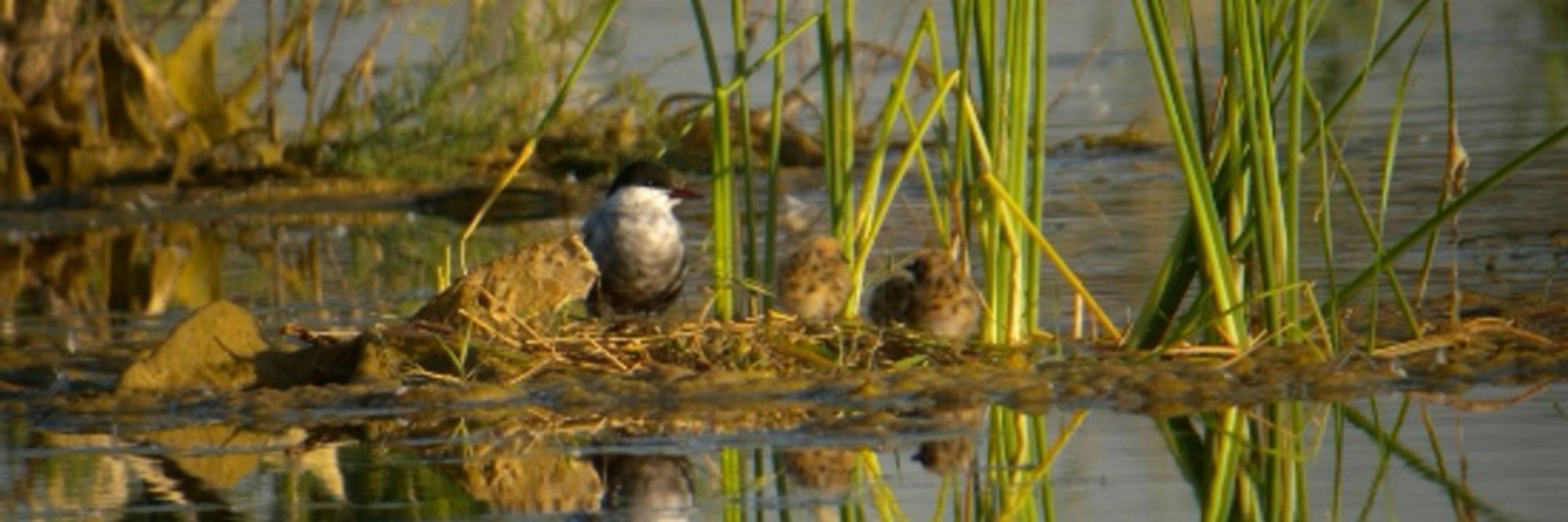 Laguna de Meco
