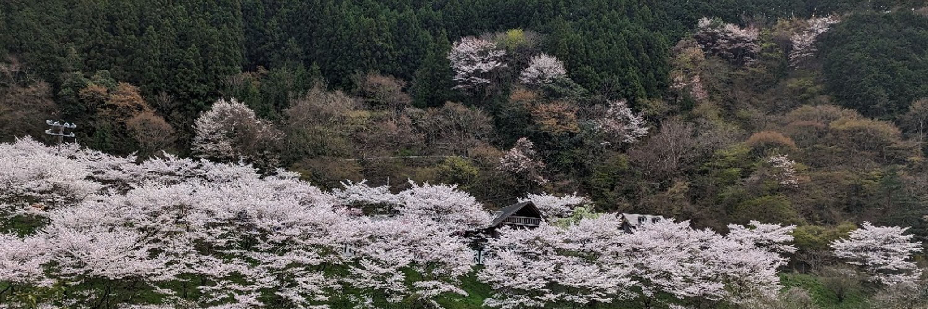 はりー苺