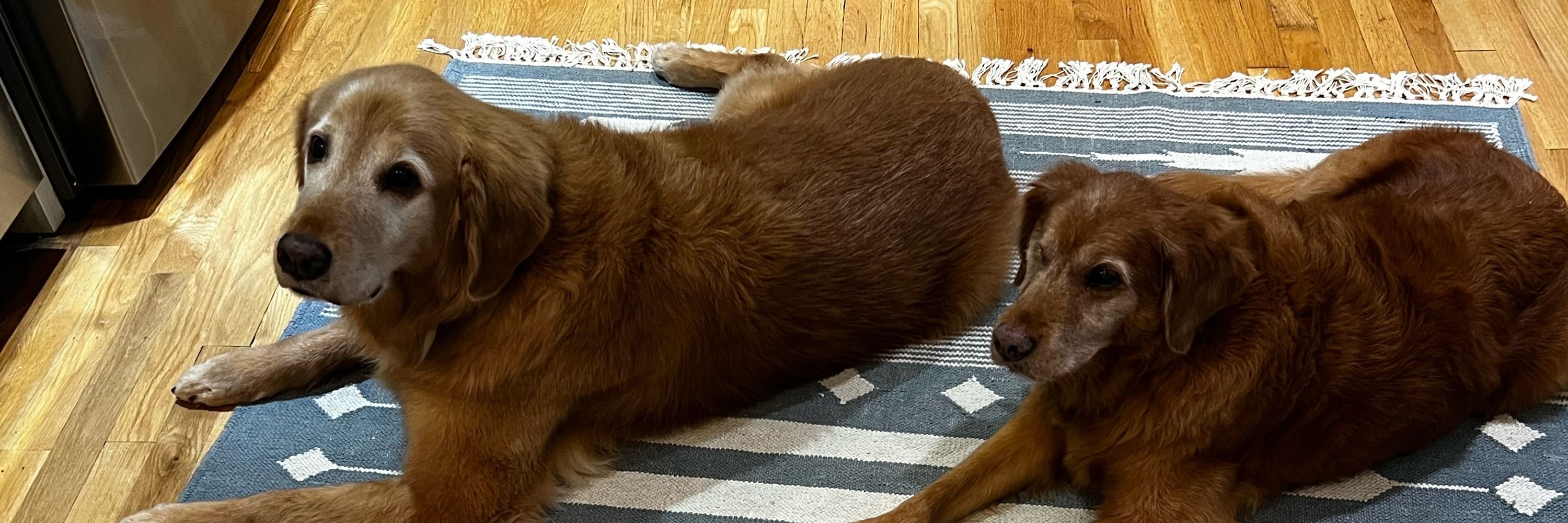 Adopt A Golden Atlanta