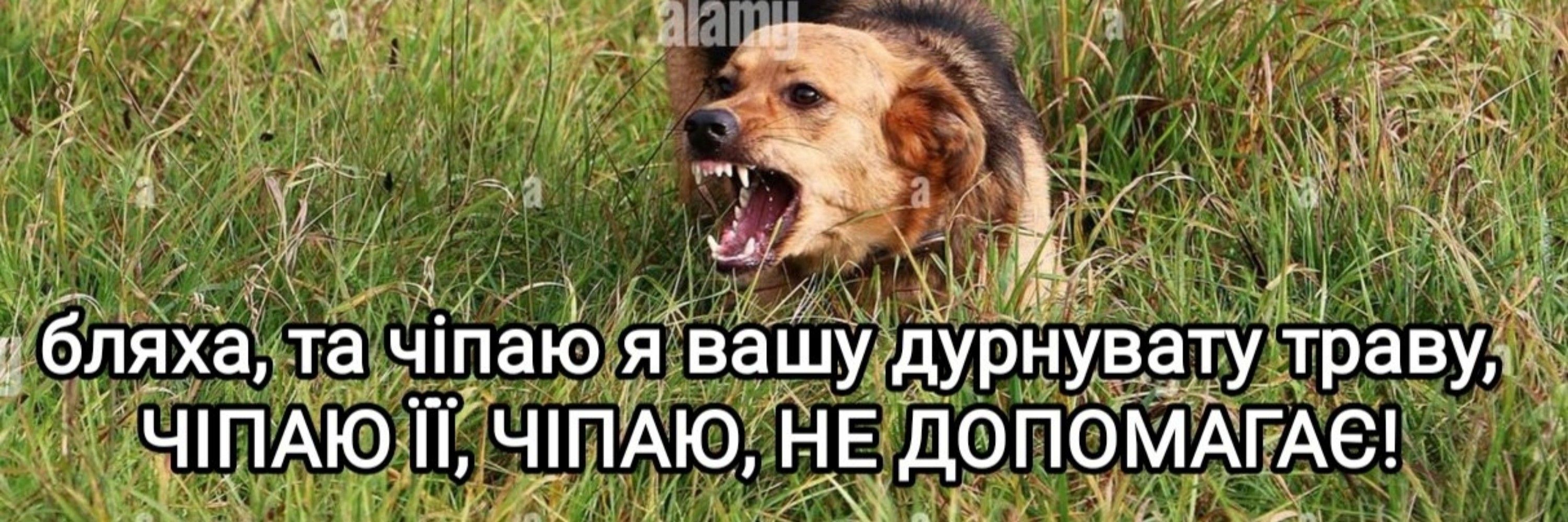 Erlai🇺🇦