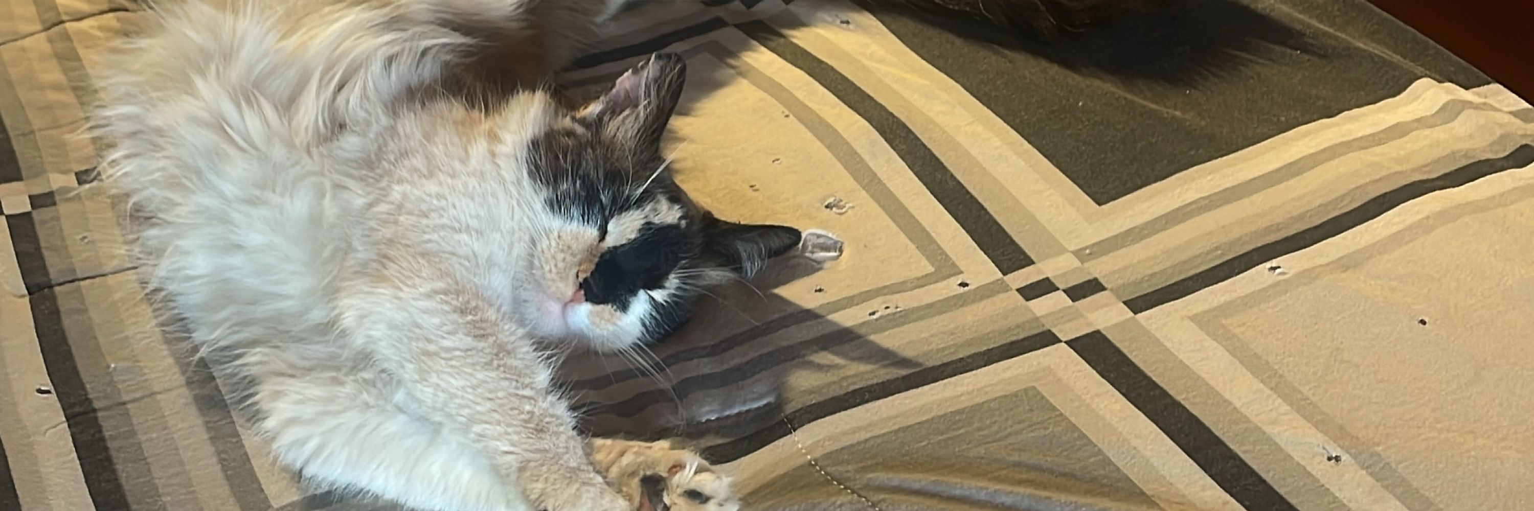 Gojoogato