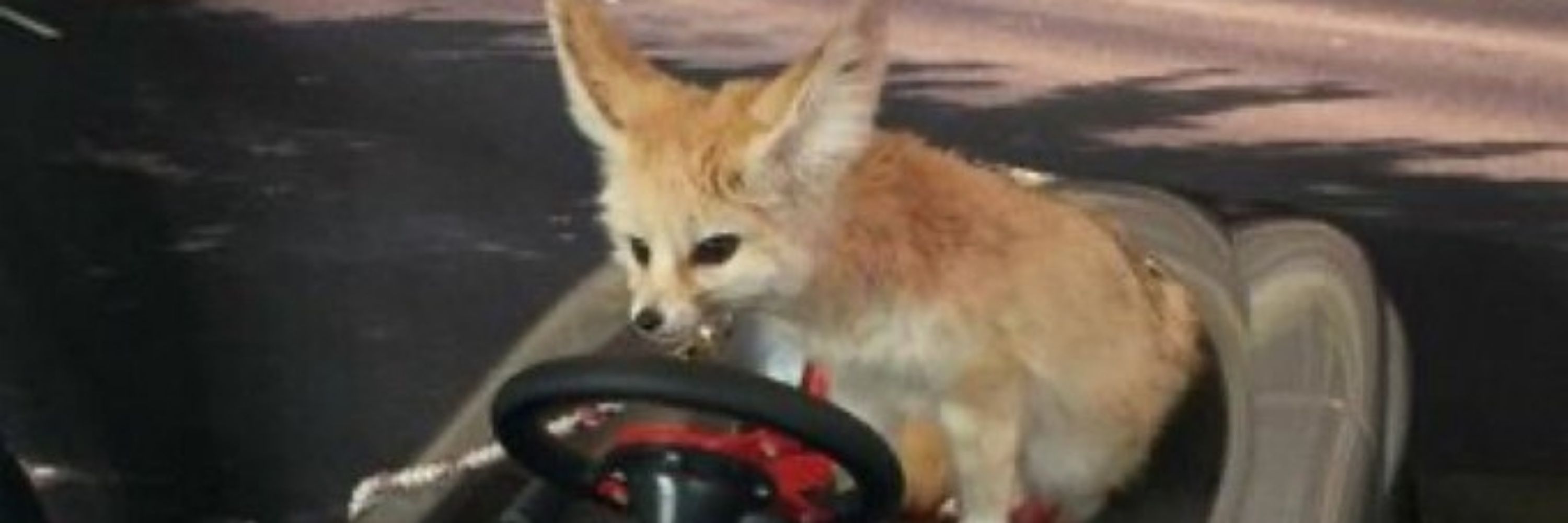 Pziep