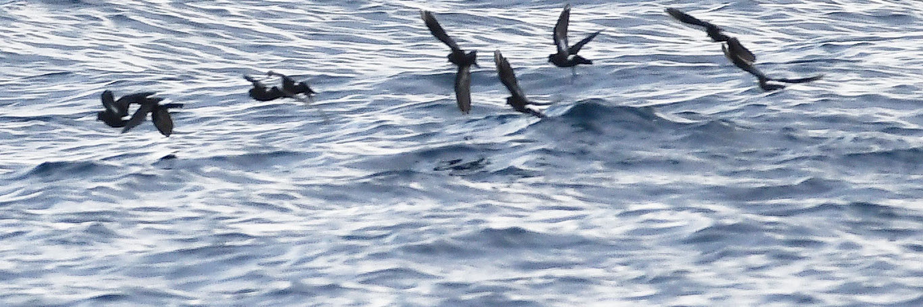 Pelagicus