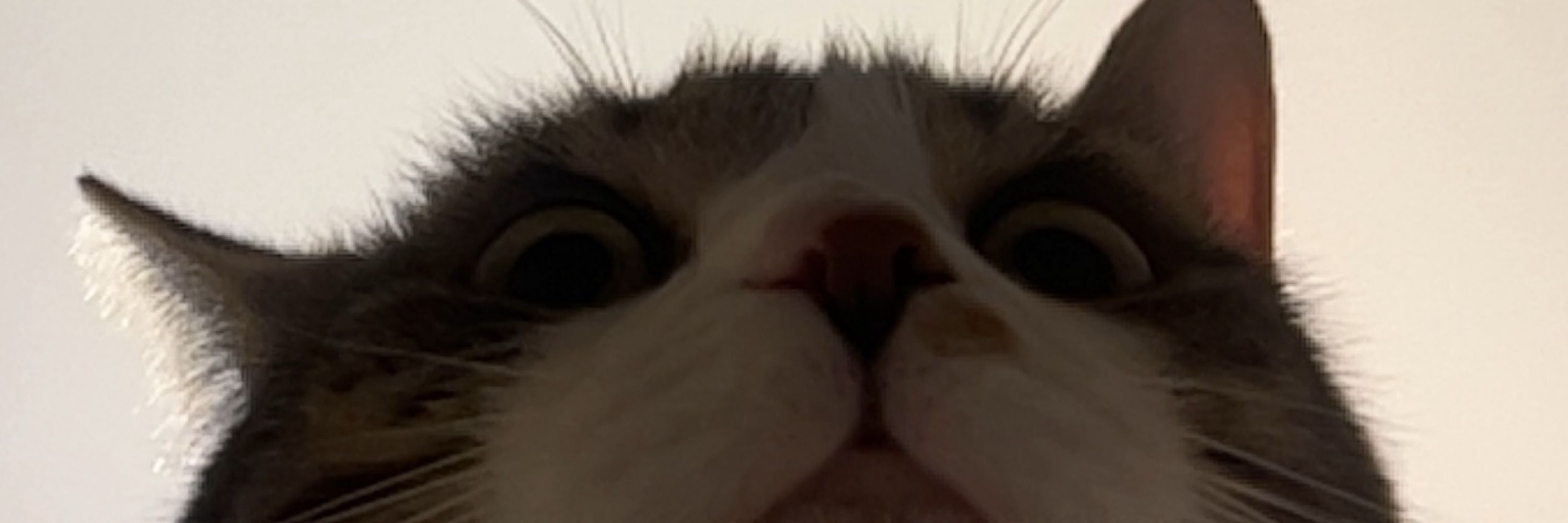 No.ix