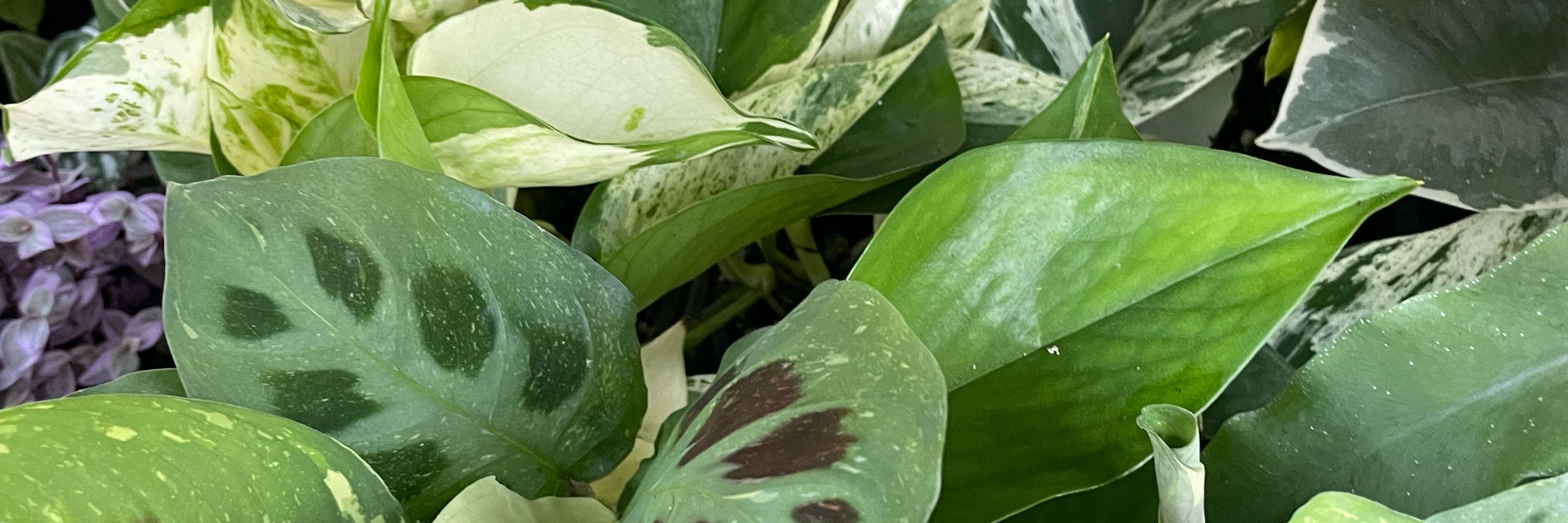Ginger Root Plant Co