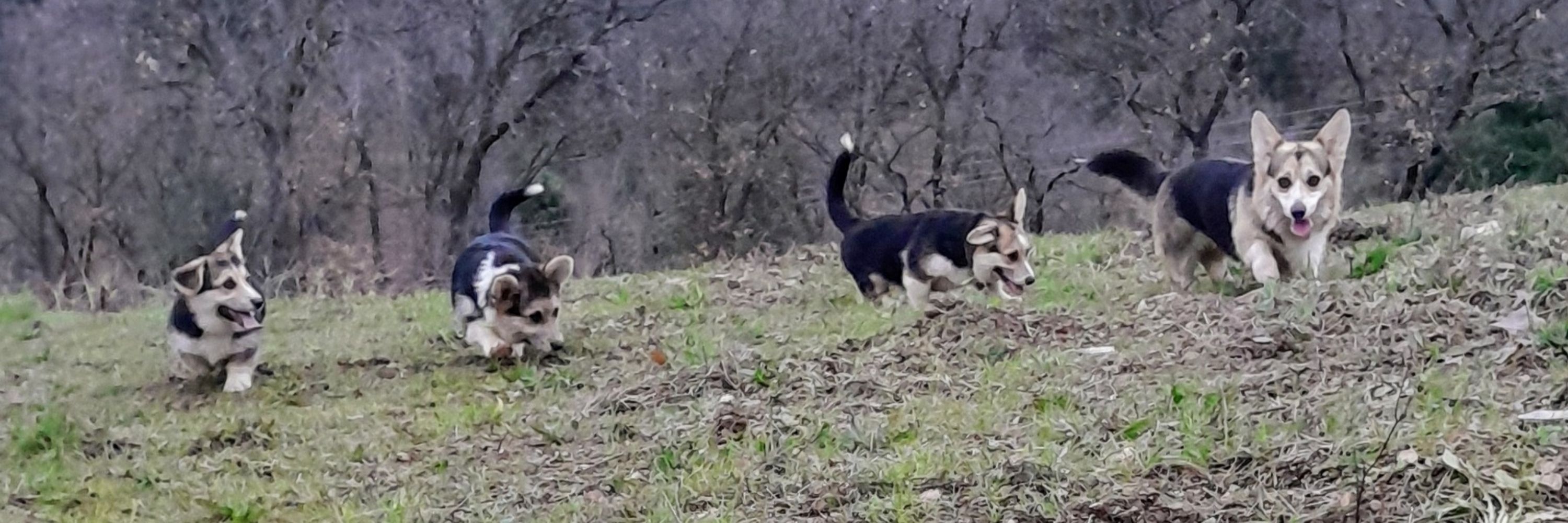 Les corgis de la vallée du possible