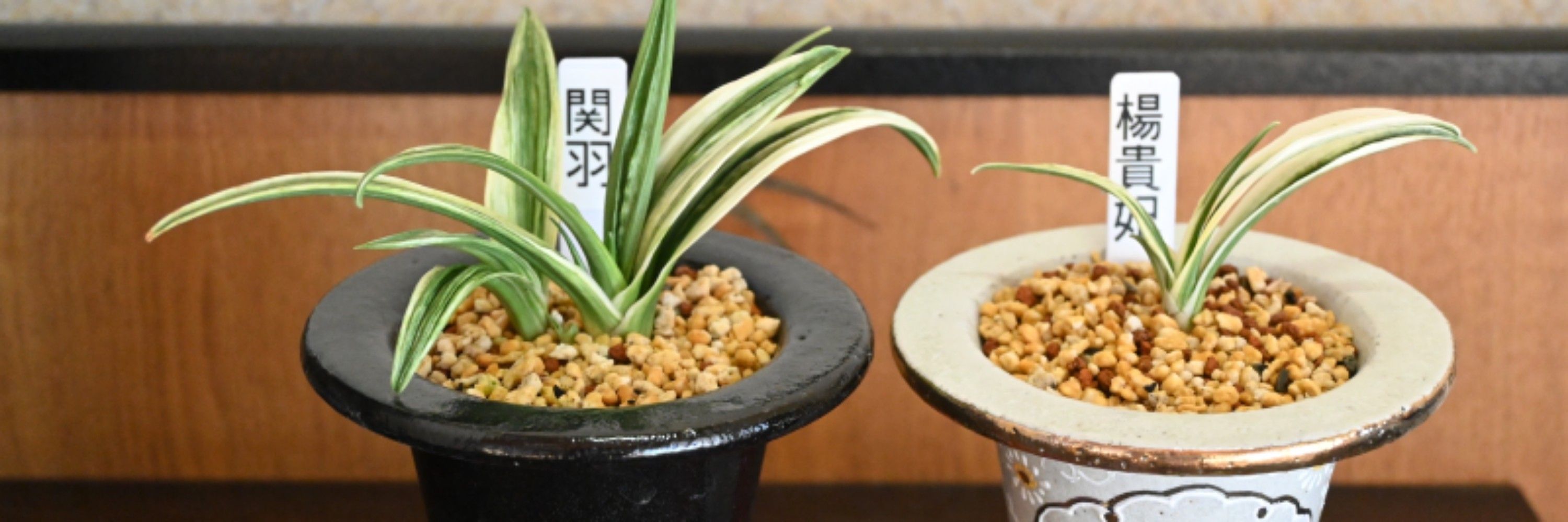 三冬