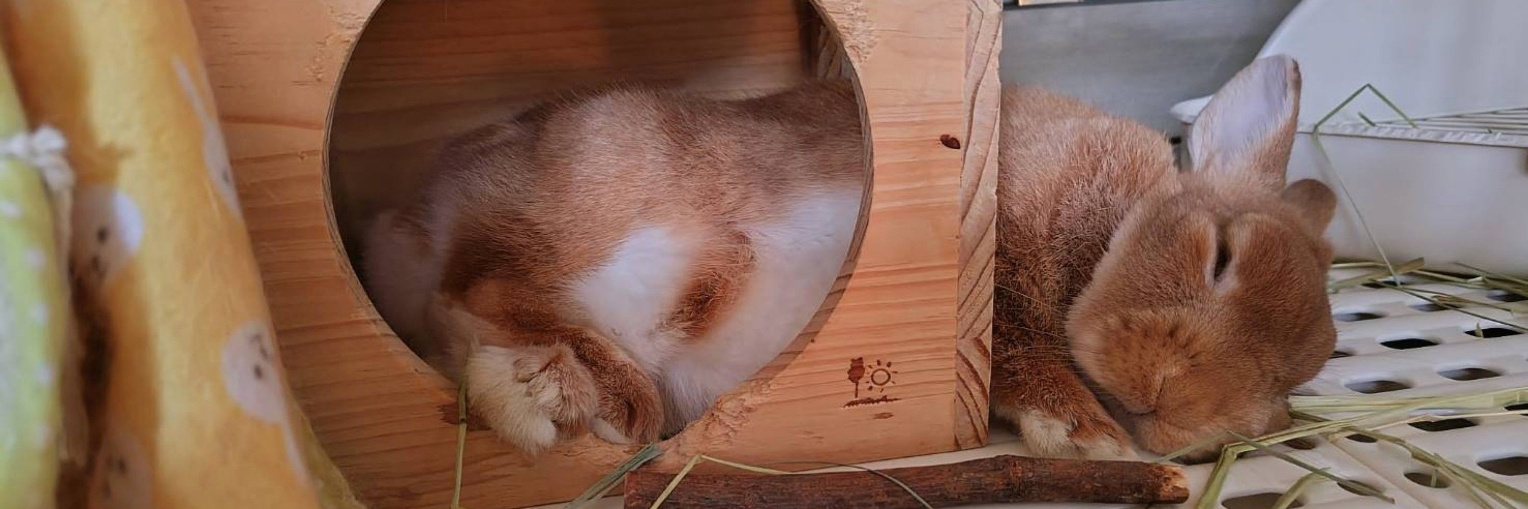 犬耳