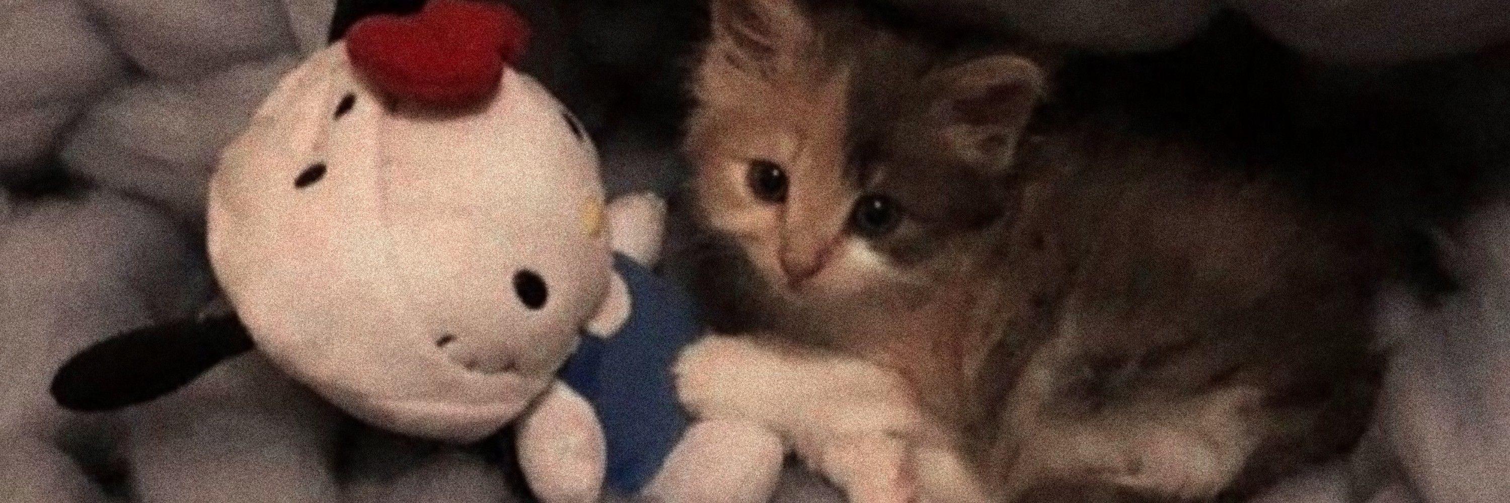 ʚɞ