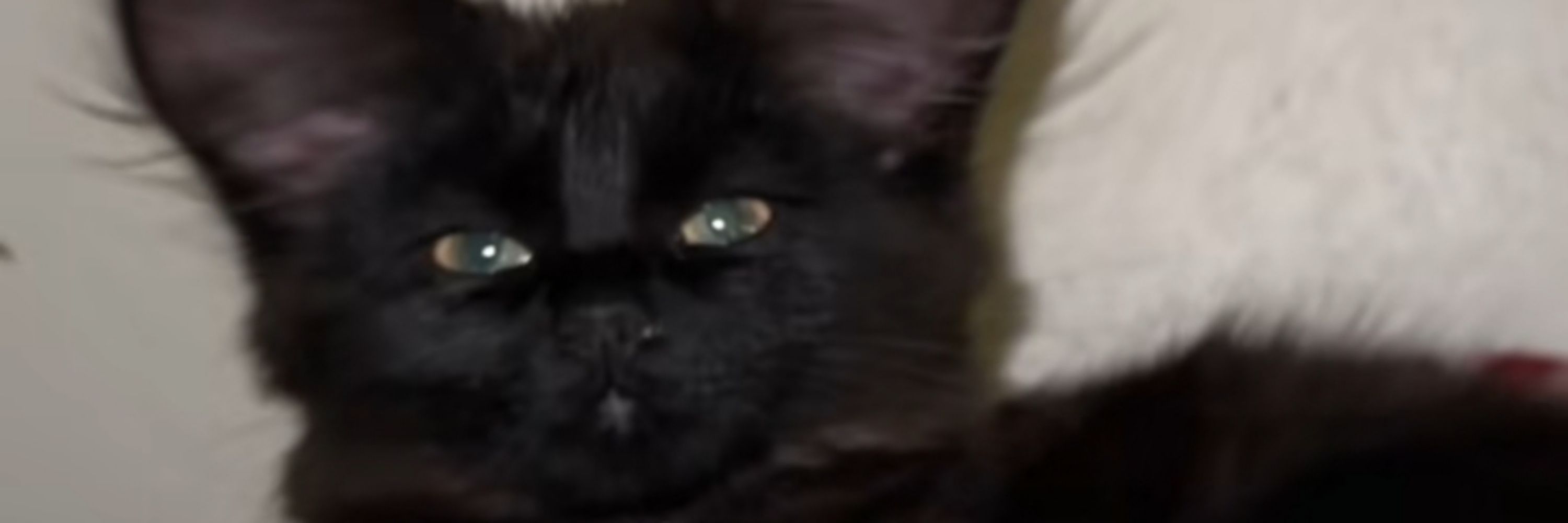 CowBoyCat