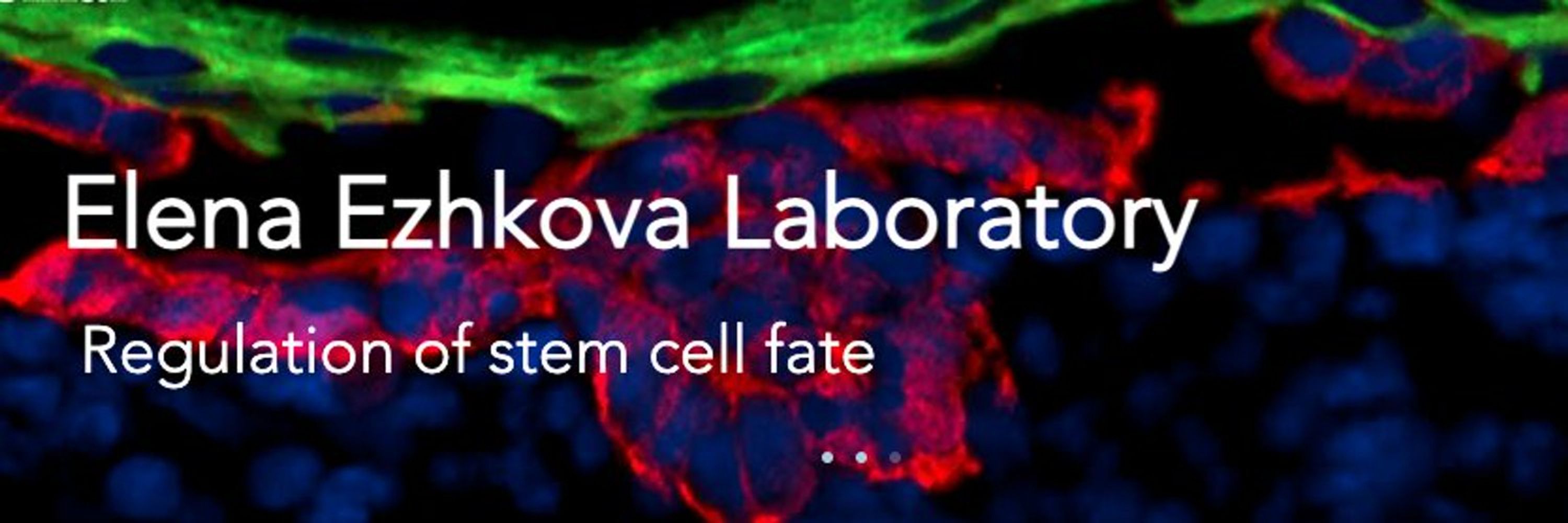 Ezhkova Lab