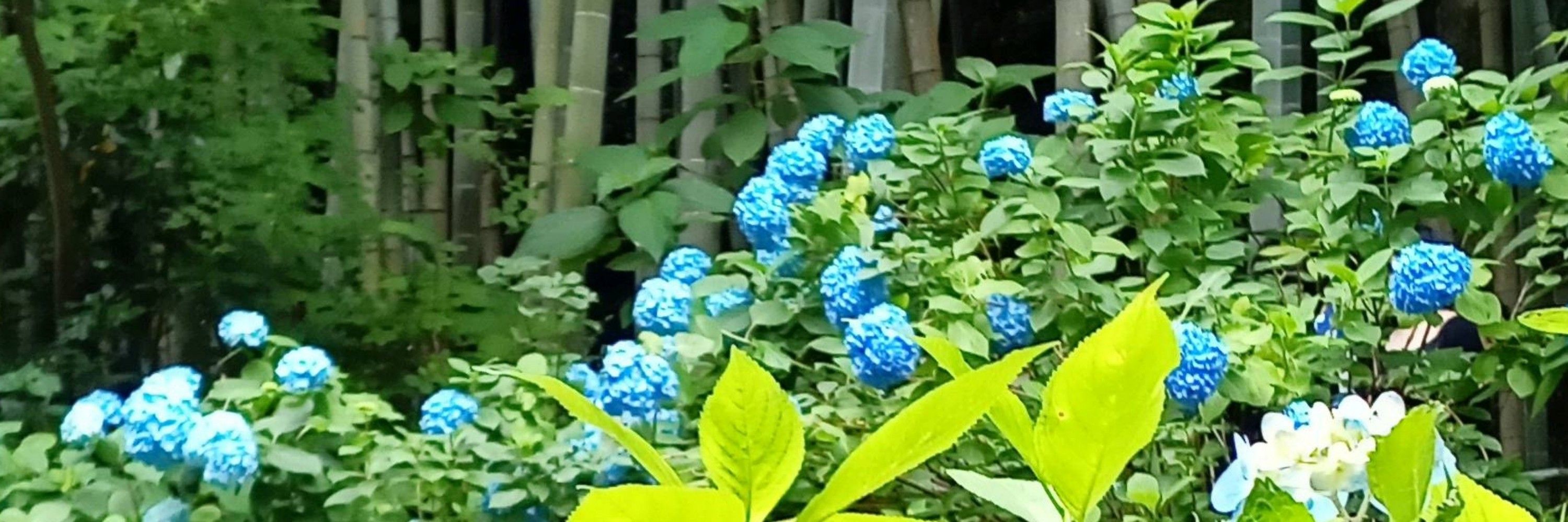 いちごだいふく