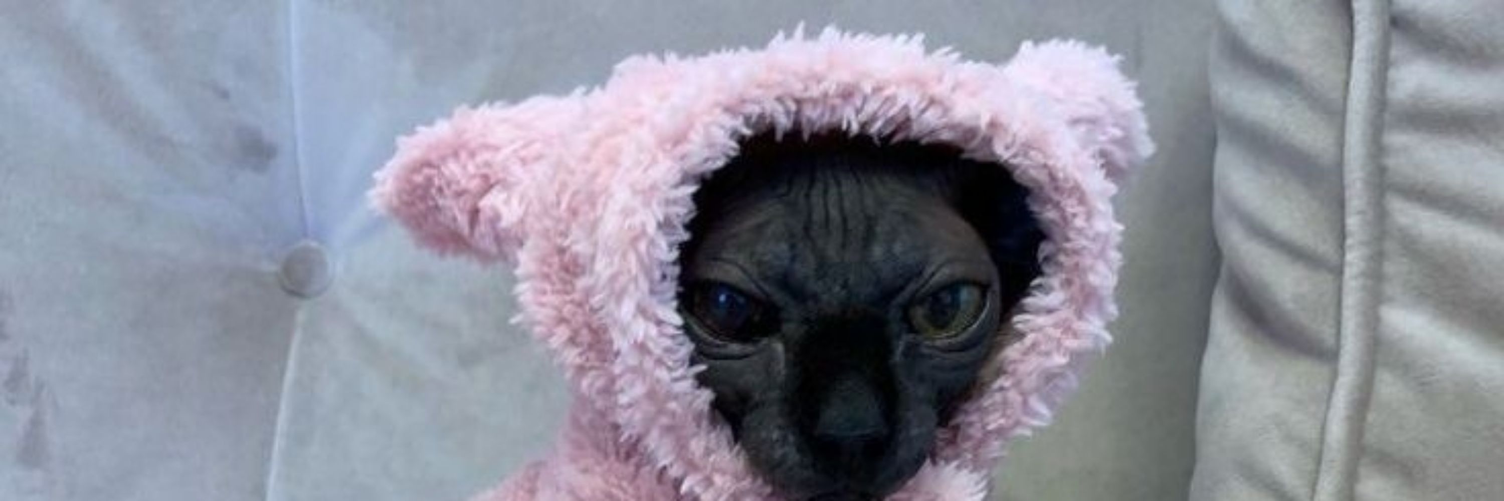 Todo dia um gato pra Bel