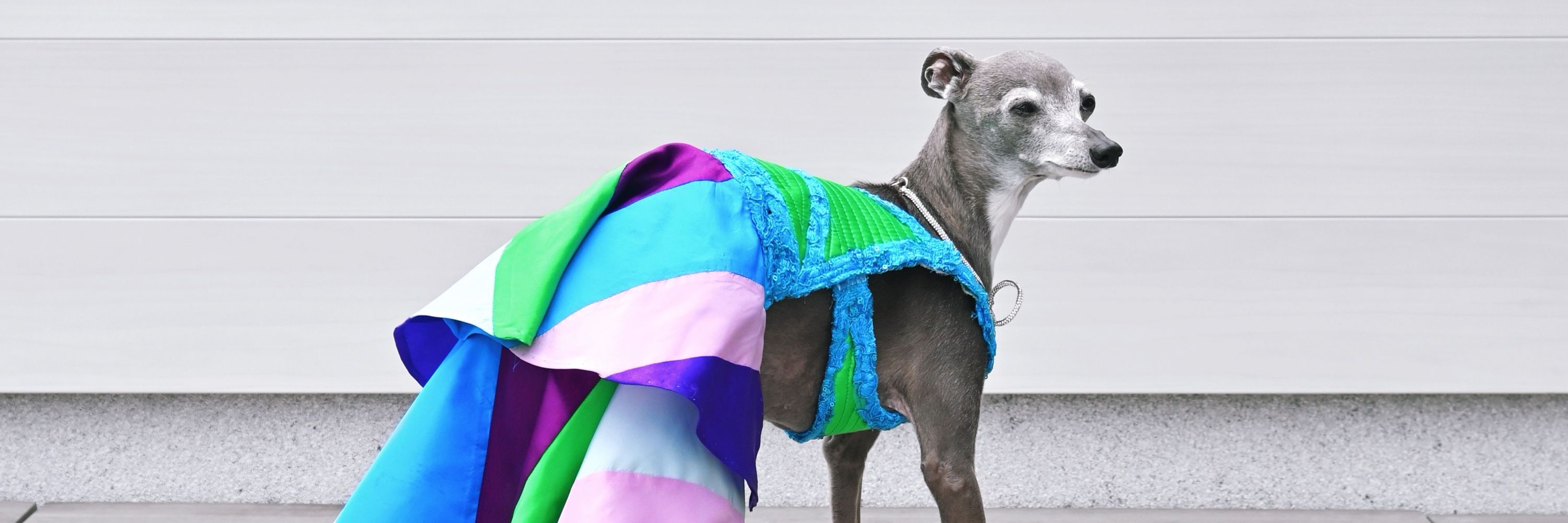 tika the iggy