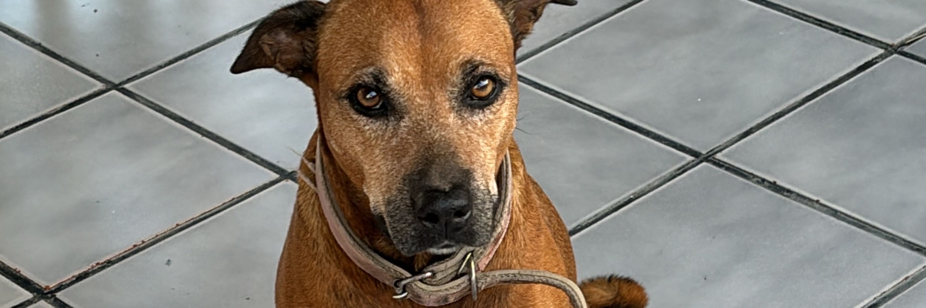ari 