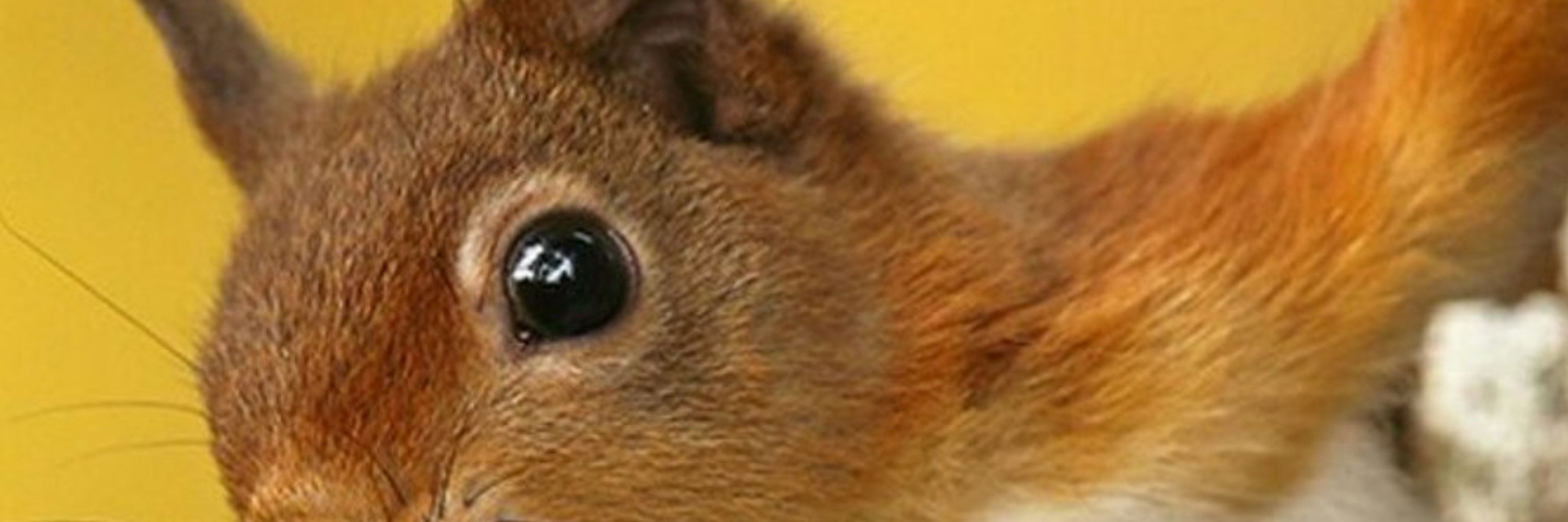 Schnelles Hörnchen
