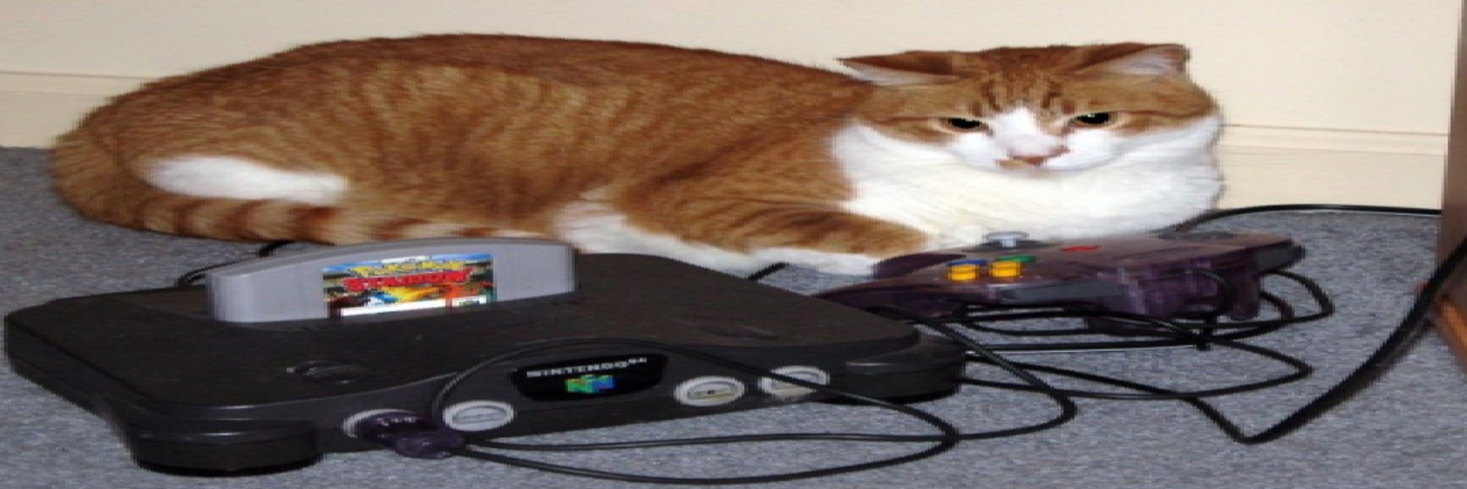 rat!!