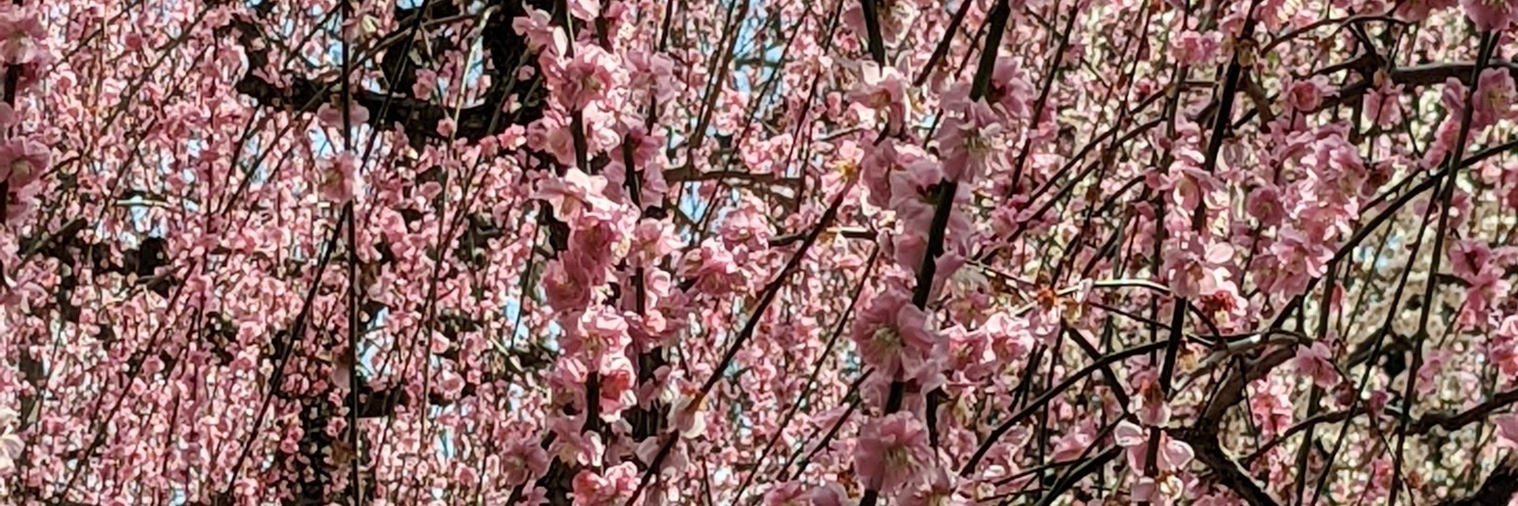 真野