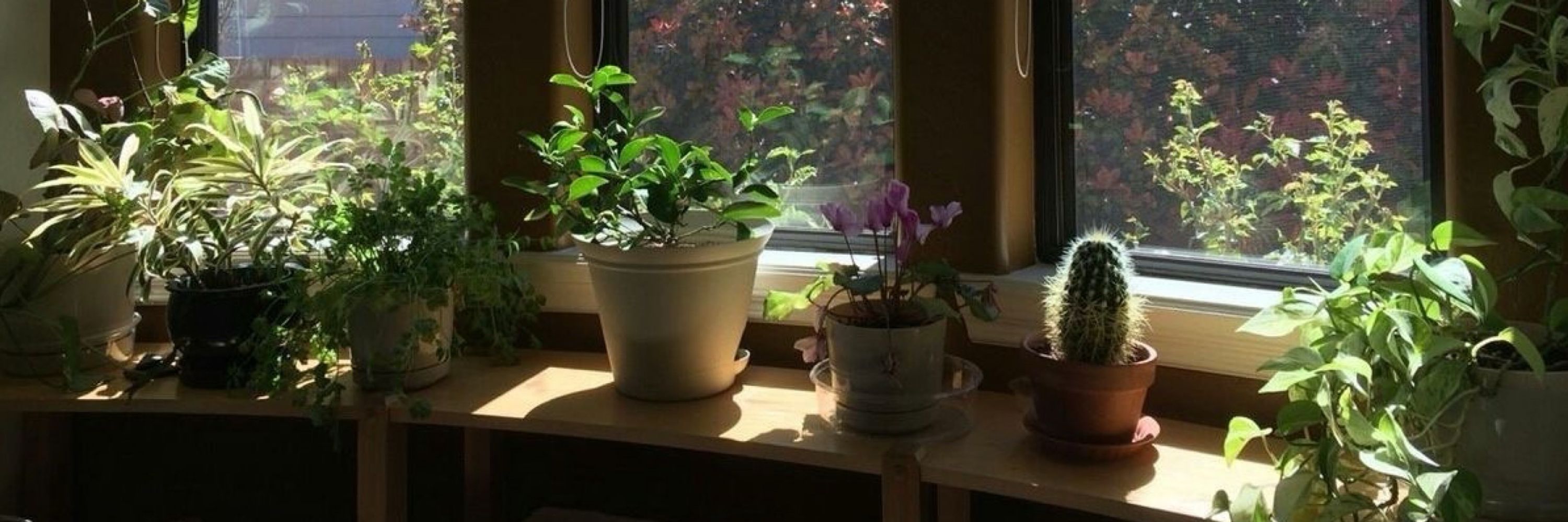 verdurevow 🌱