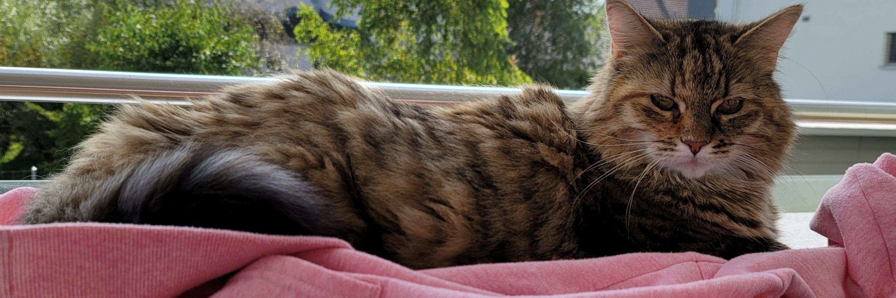 Pia