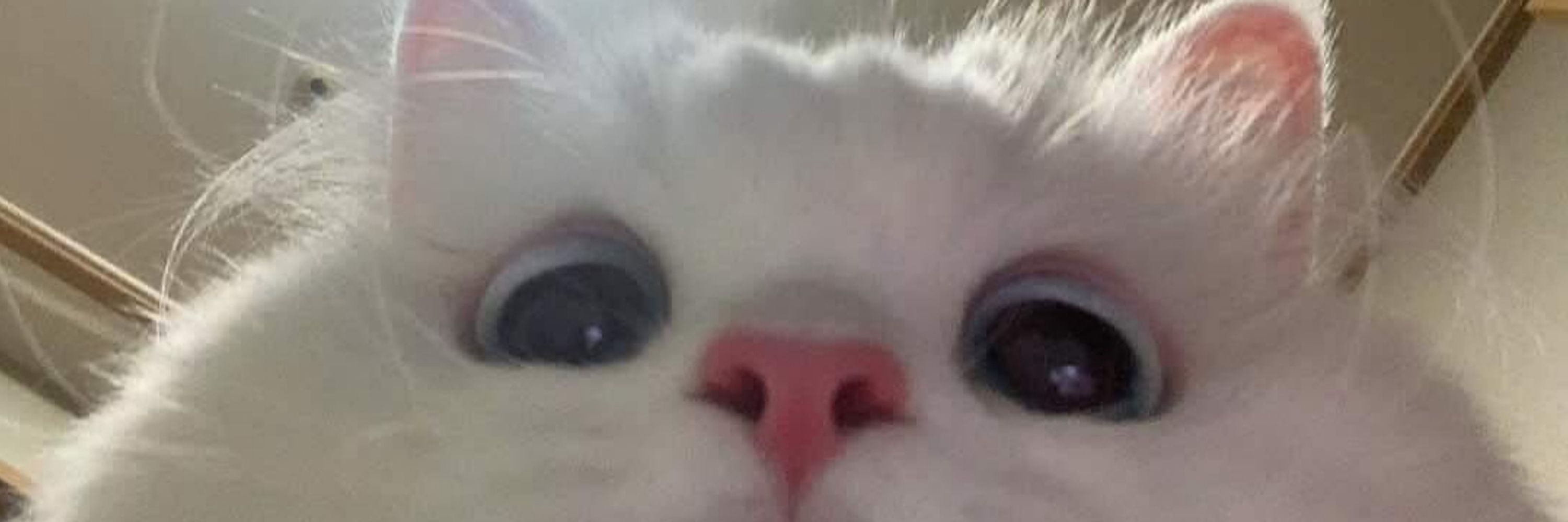 Frey