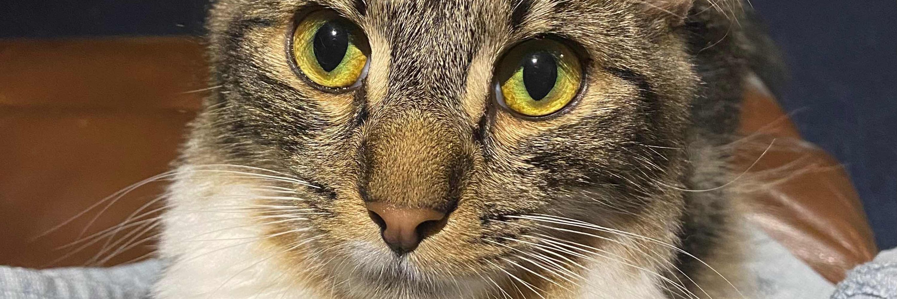 George