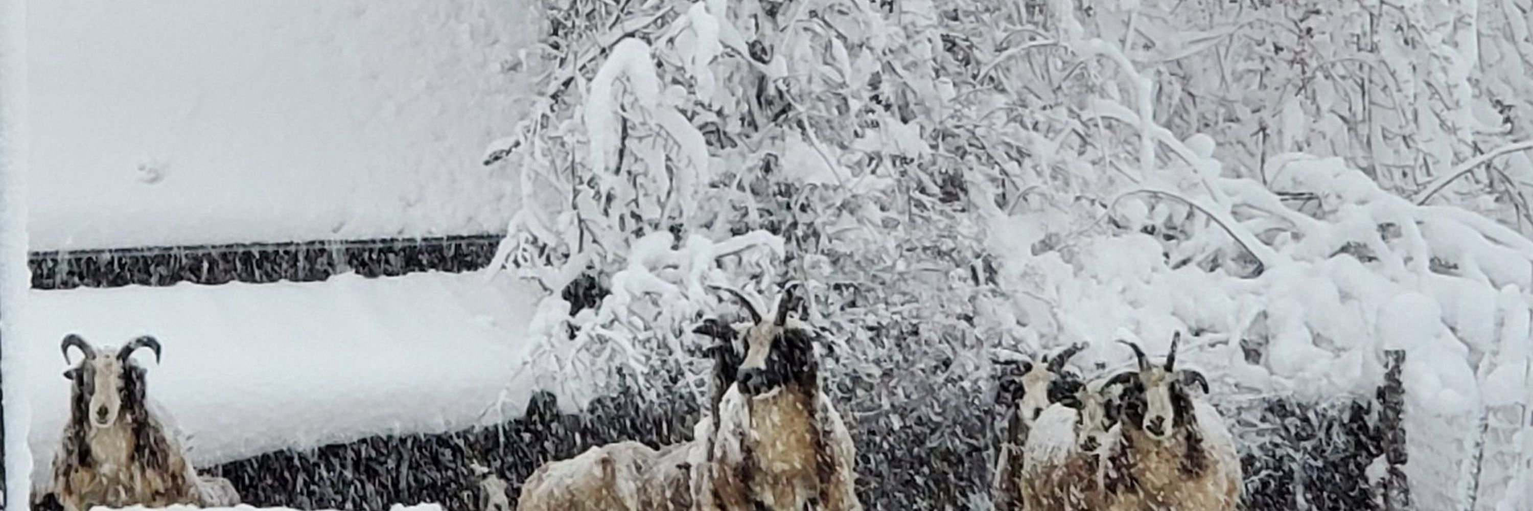 Maine Fibershed