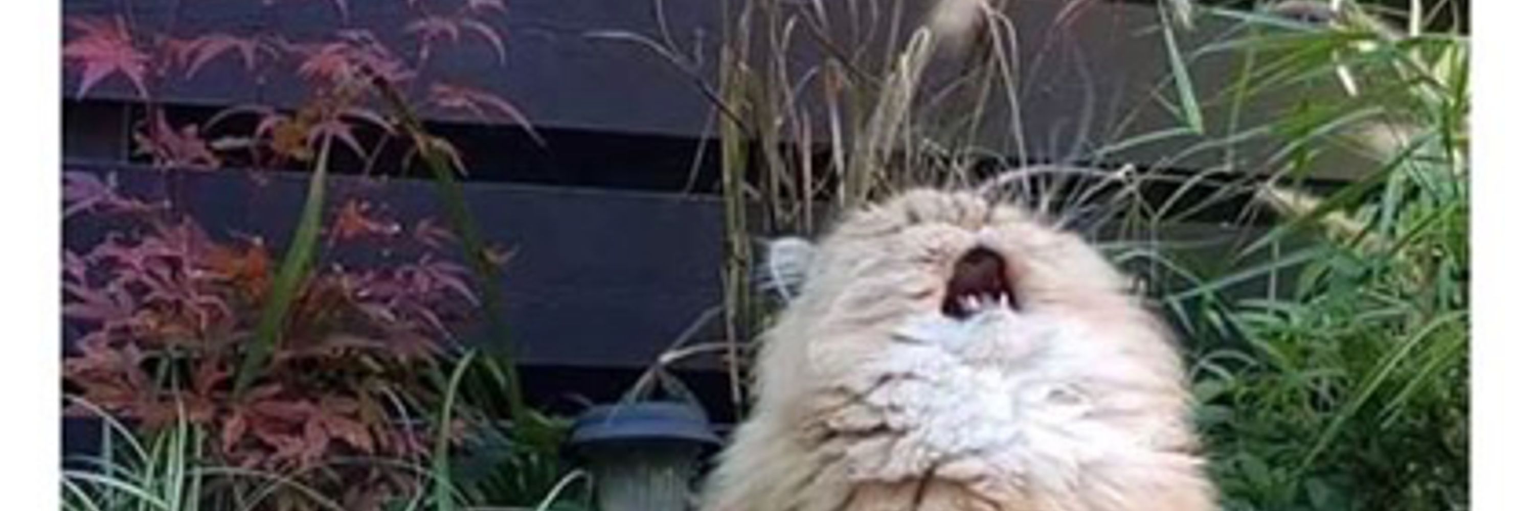 I am not a cat