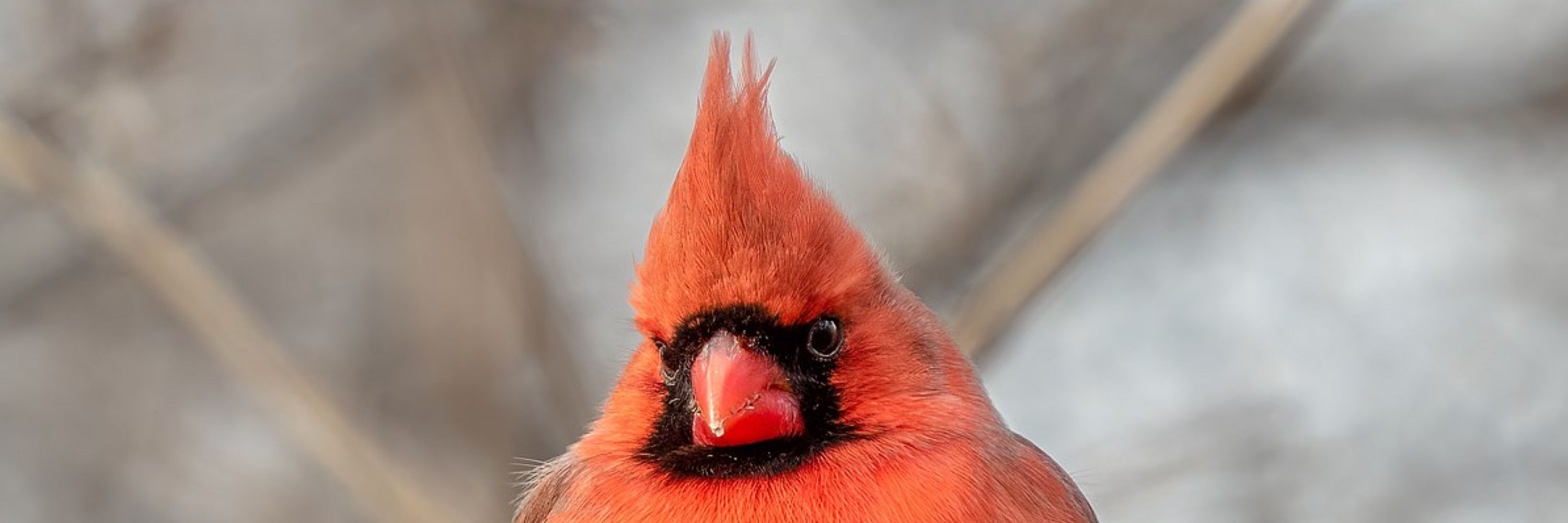 Big Red Bird