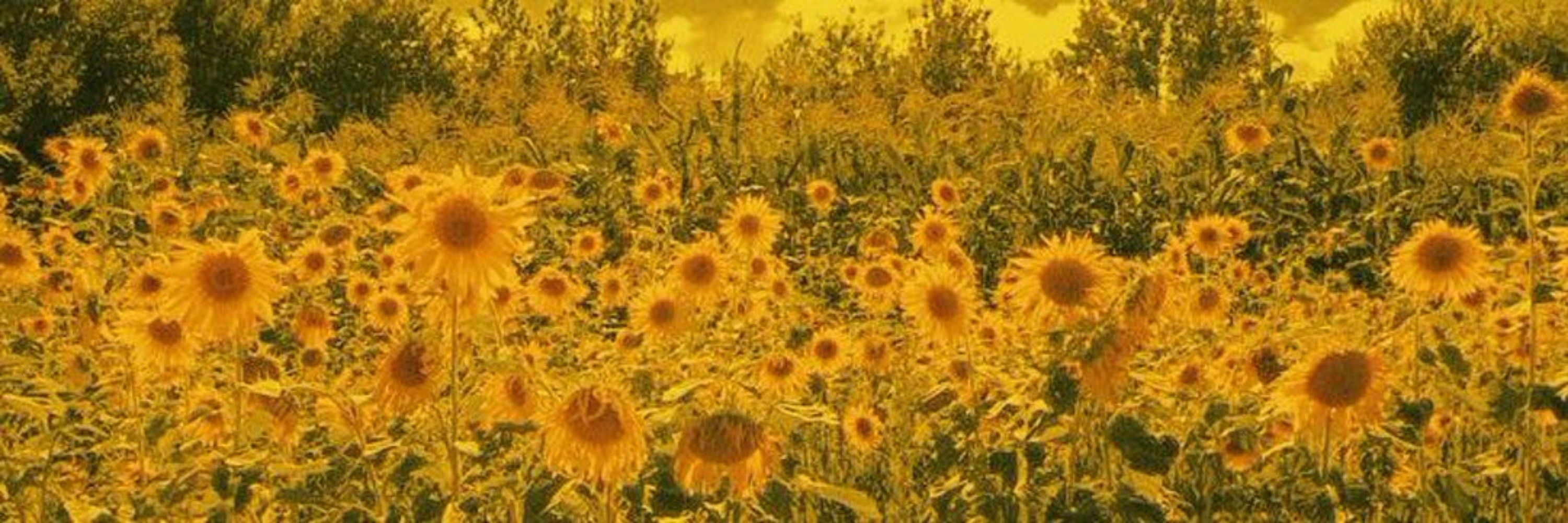 ↳ (🌻); Muse