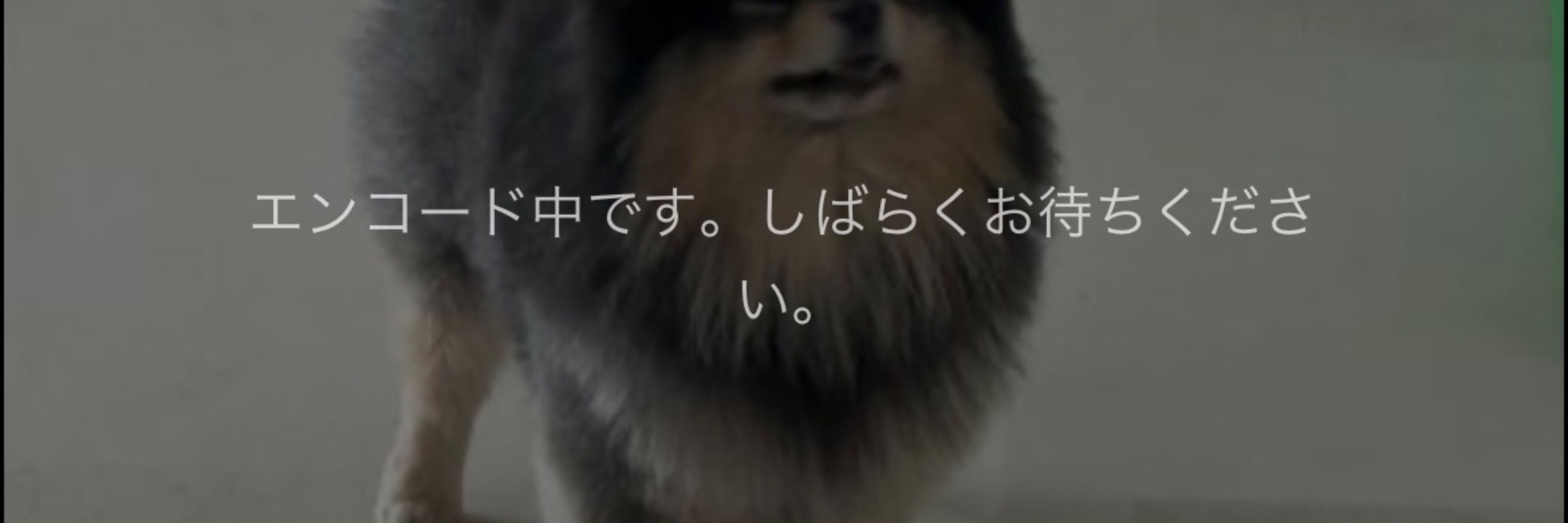 かに座
