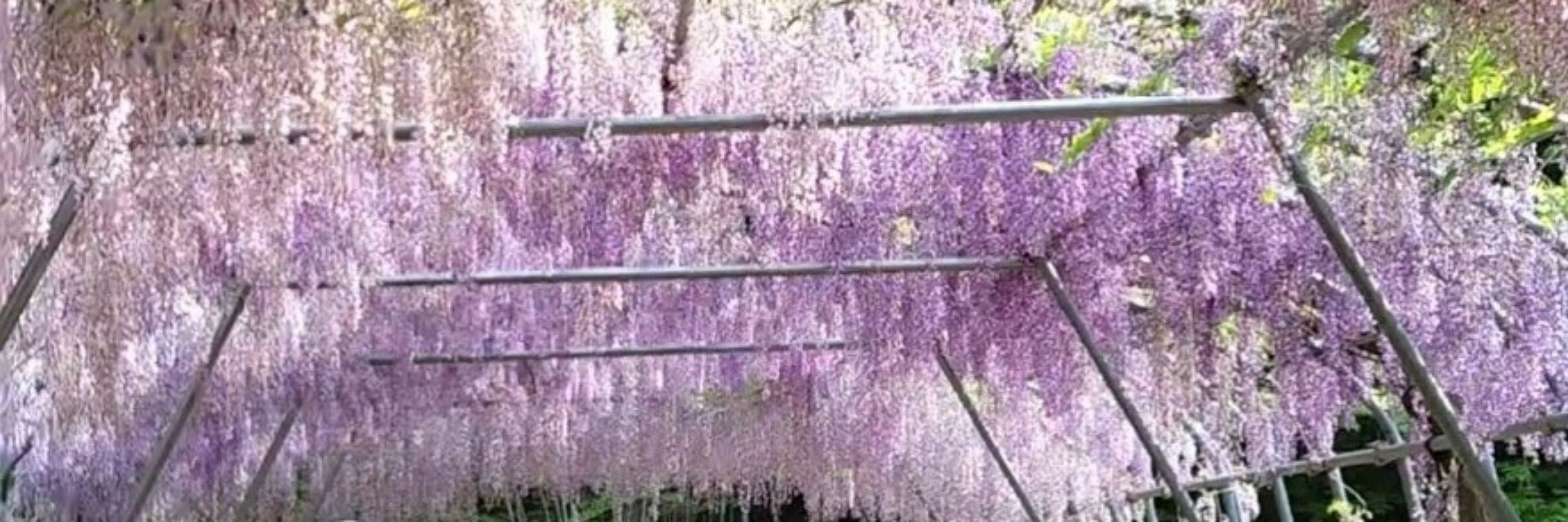 はるか