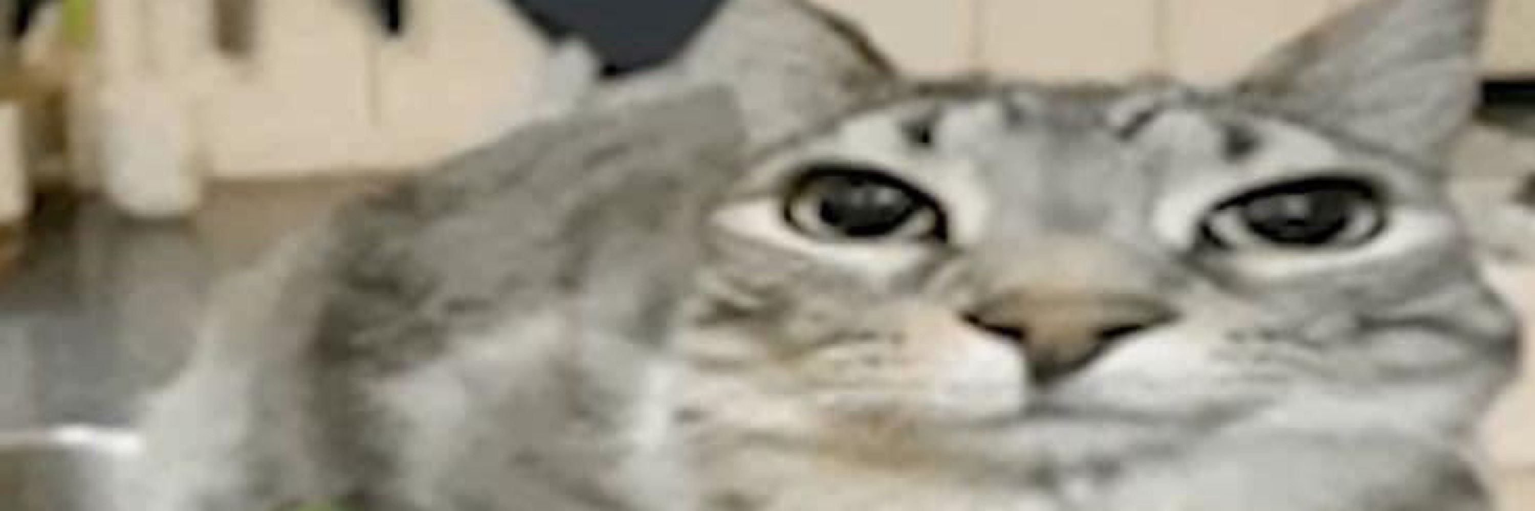 Mewsick