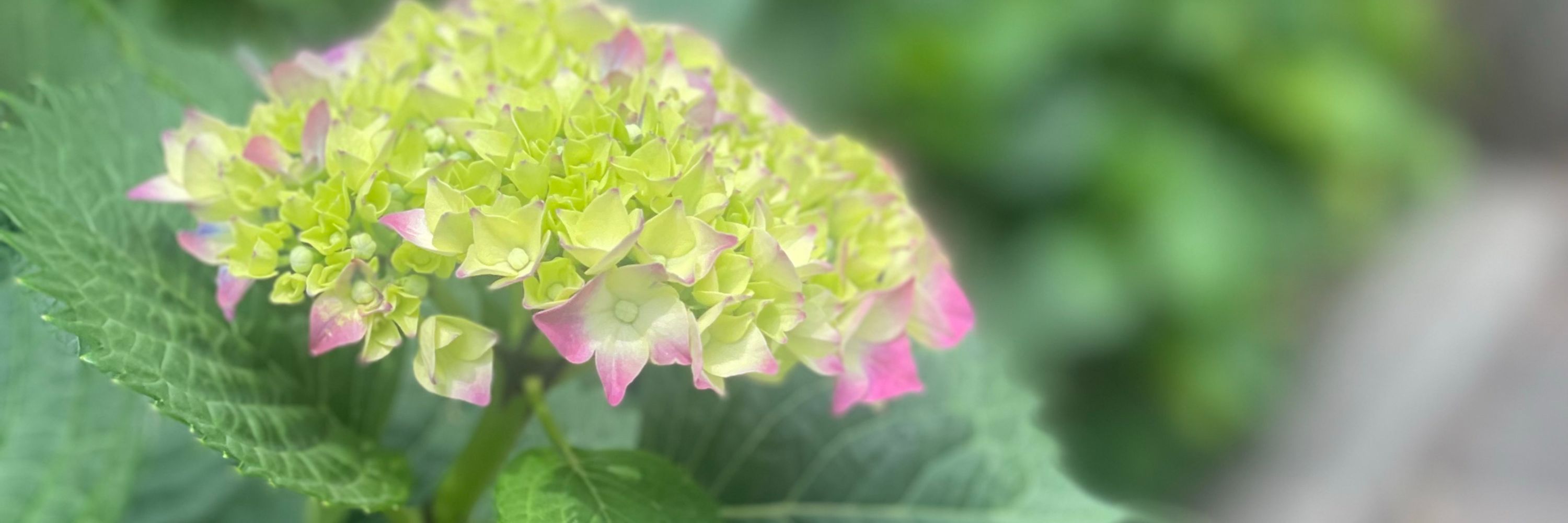 みわちぇる