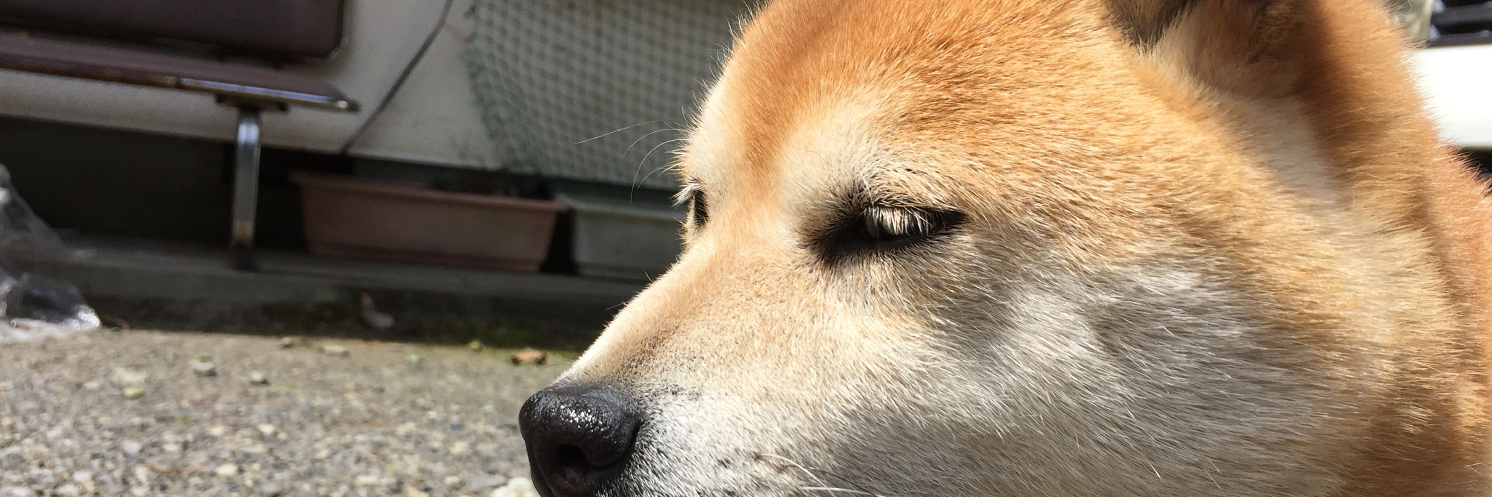 けーわっと