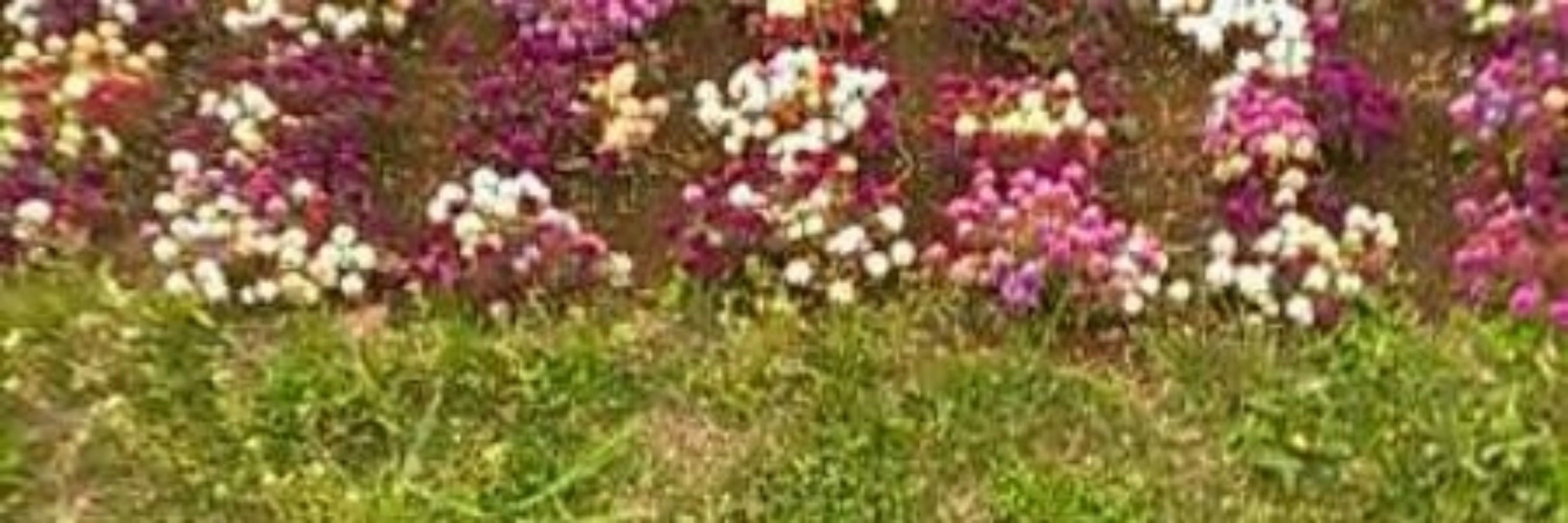くずきり