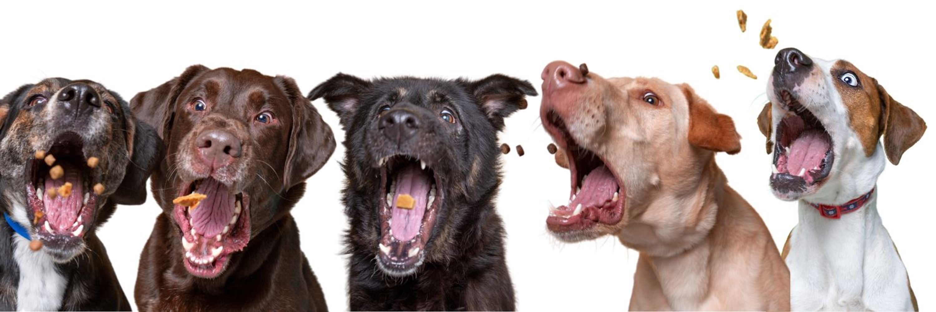 Keith Olbermann's Dogs