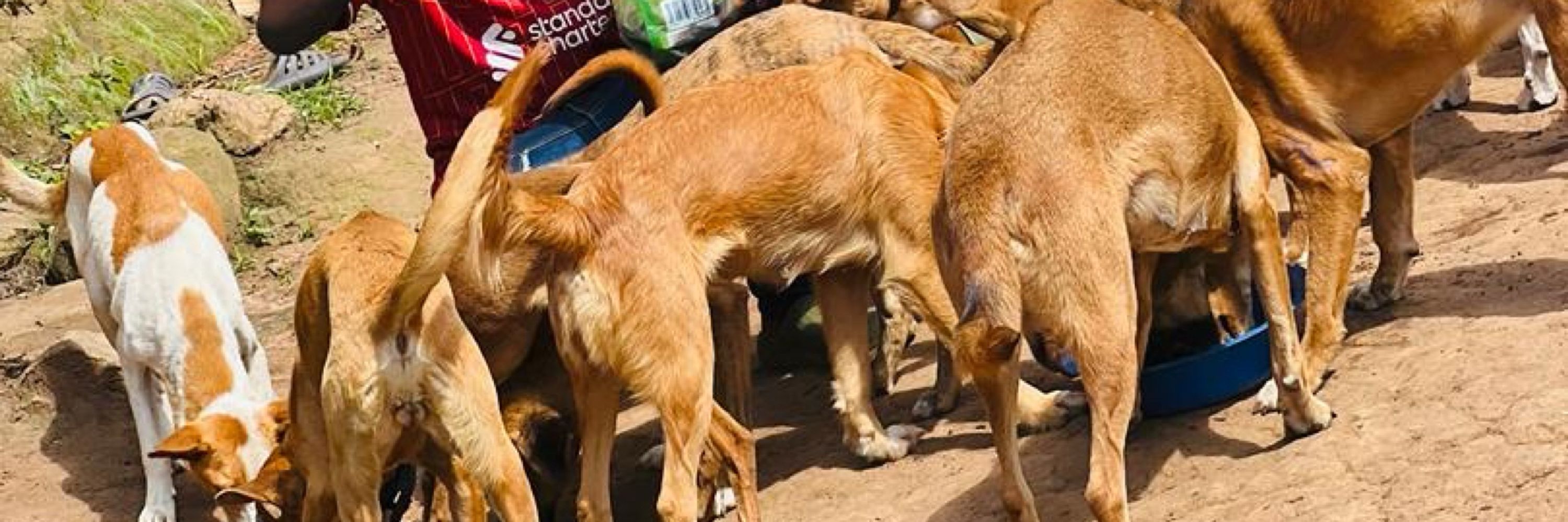 2nd chance dog rescue Africa
