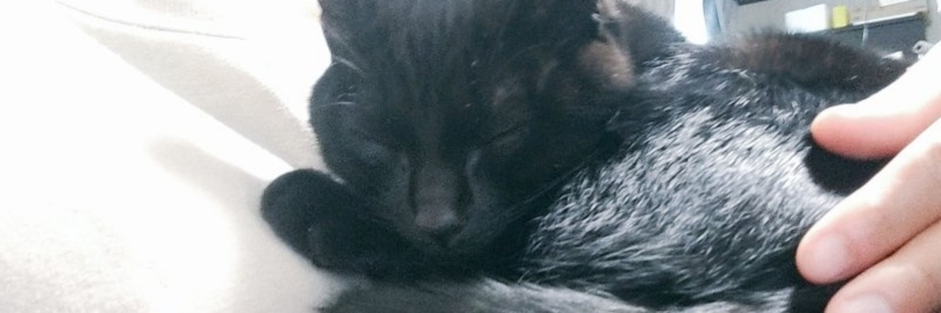 黒猫