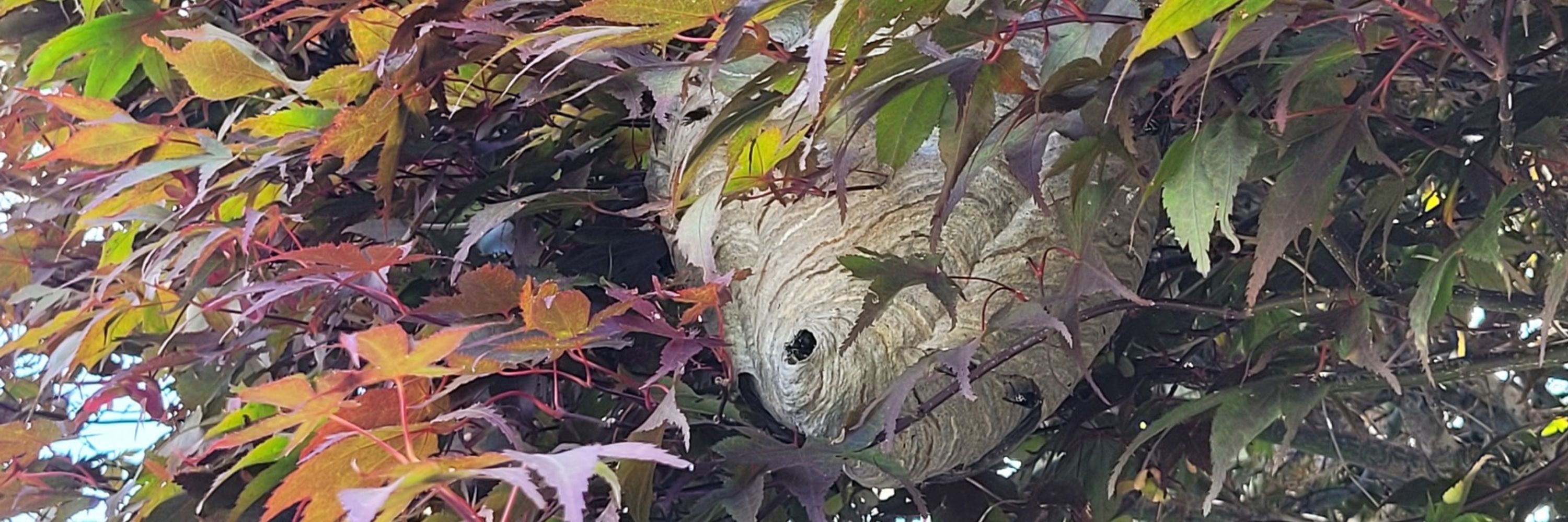 The Paper Nest
