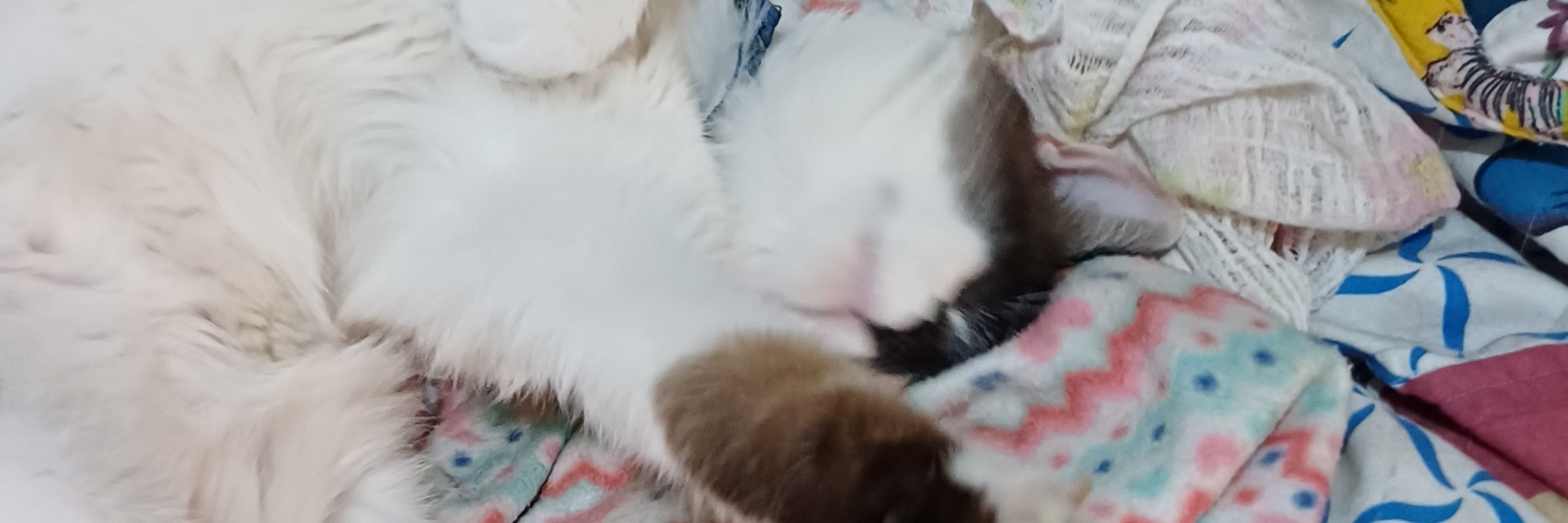 aheneemeeleêgêpêésê