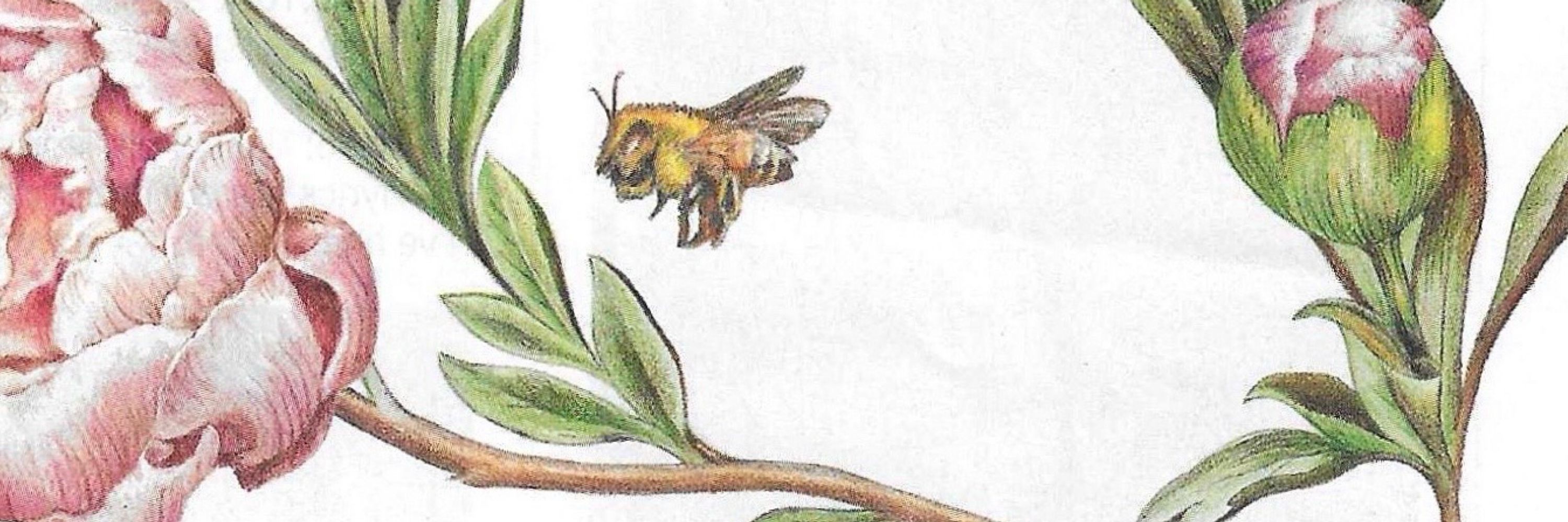 HoneybeeMelissaS