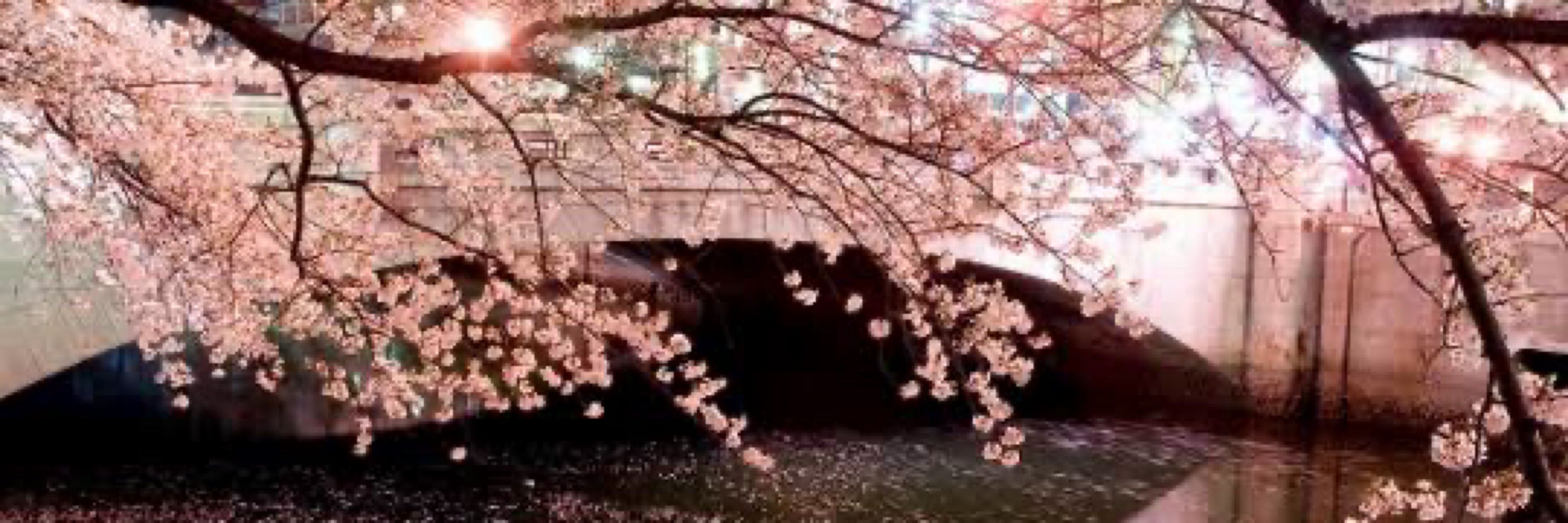 白野良