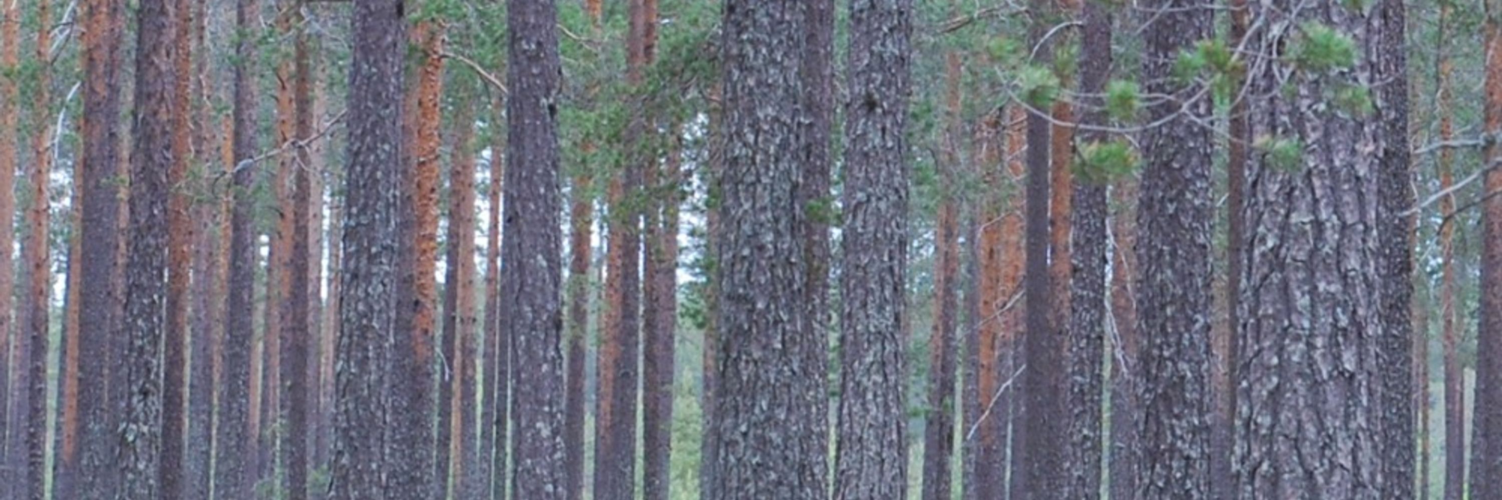 Sandra Jämtgård