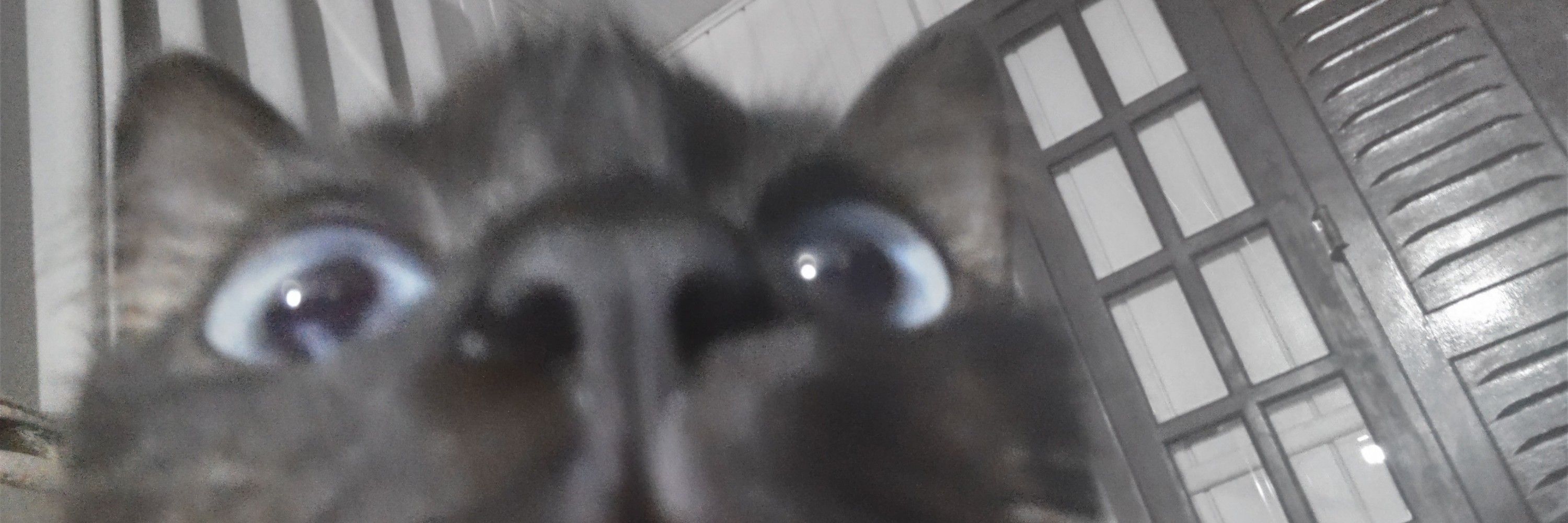 b i e l 