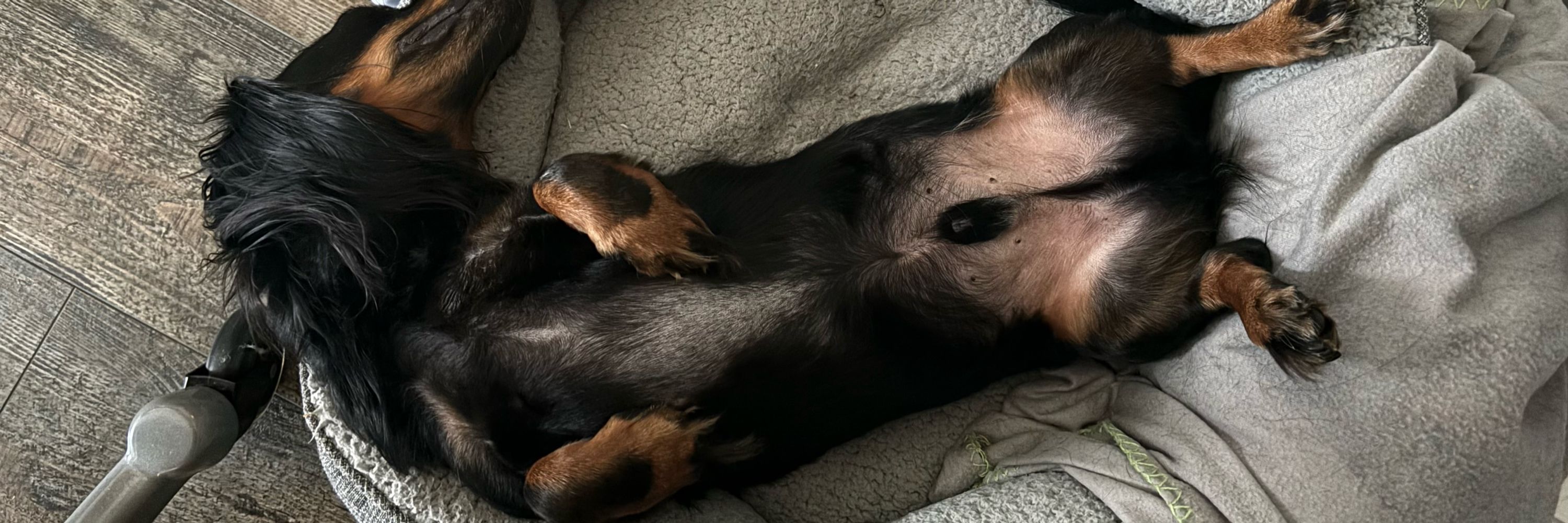 Stu